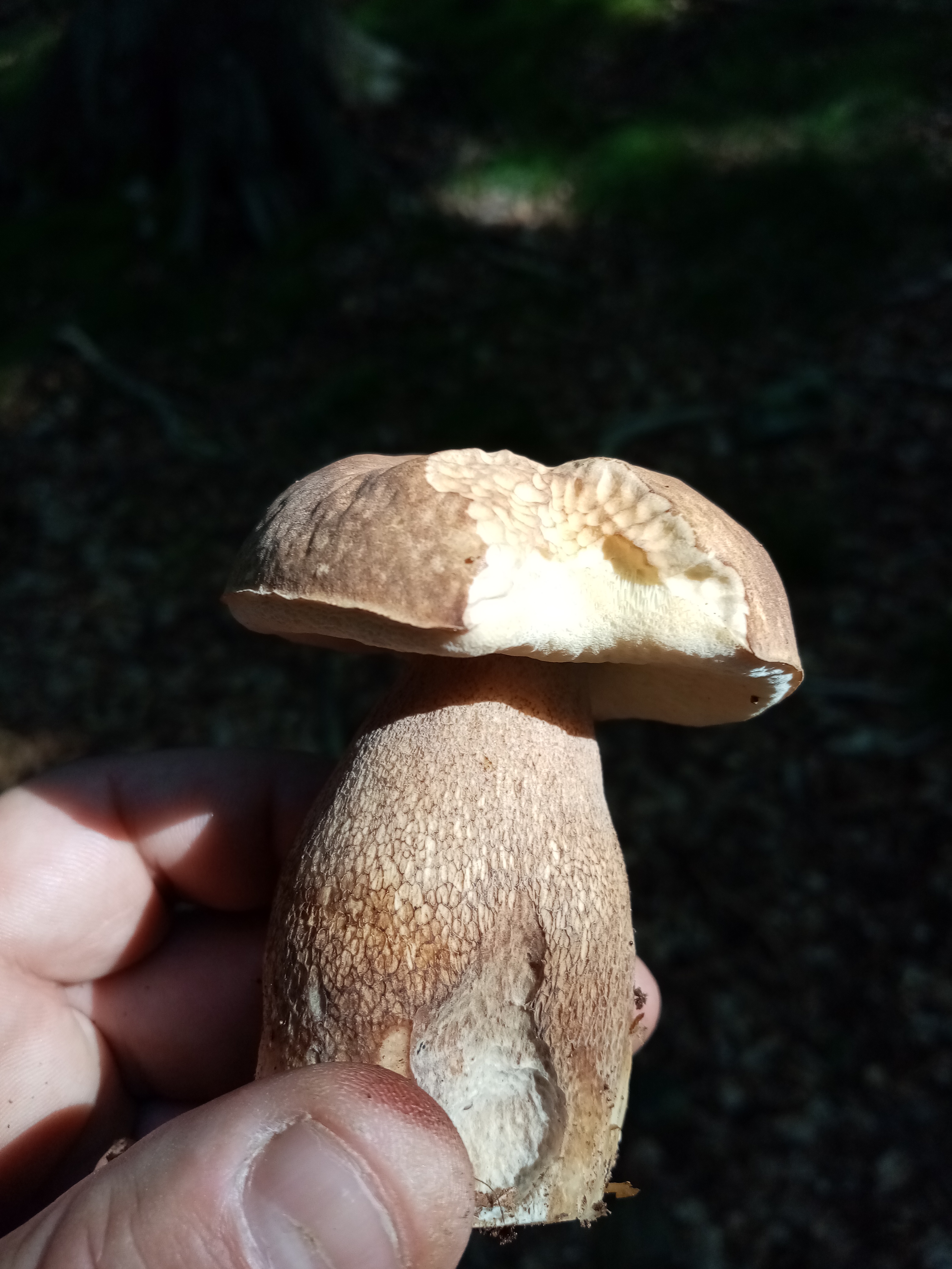 Pilze der Sächsischen Schweiz