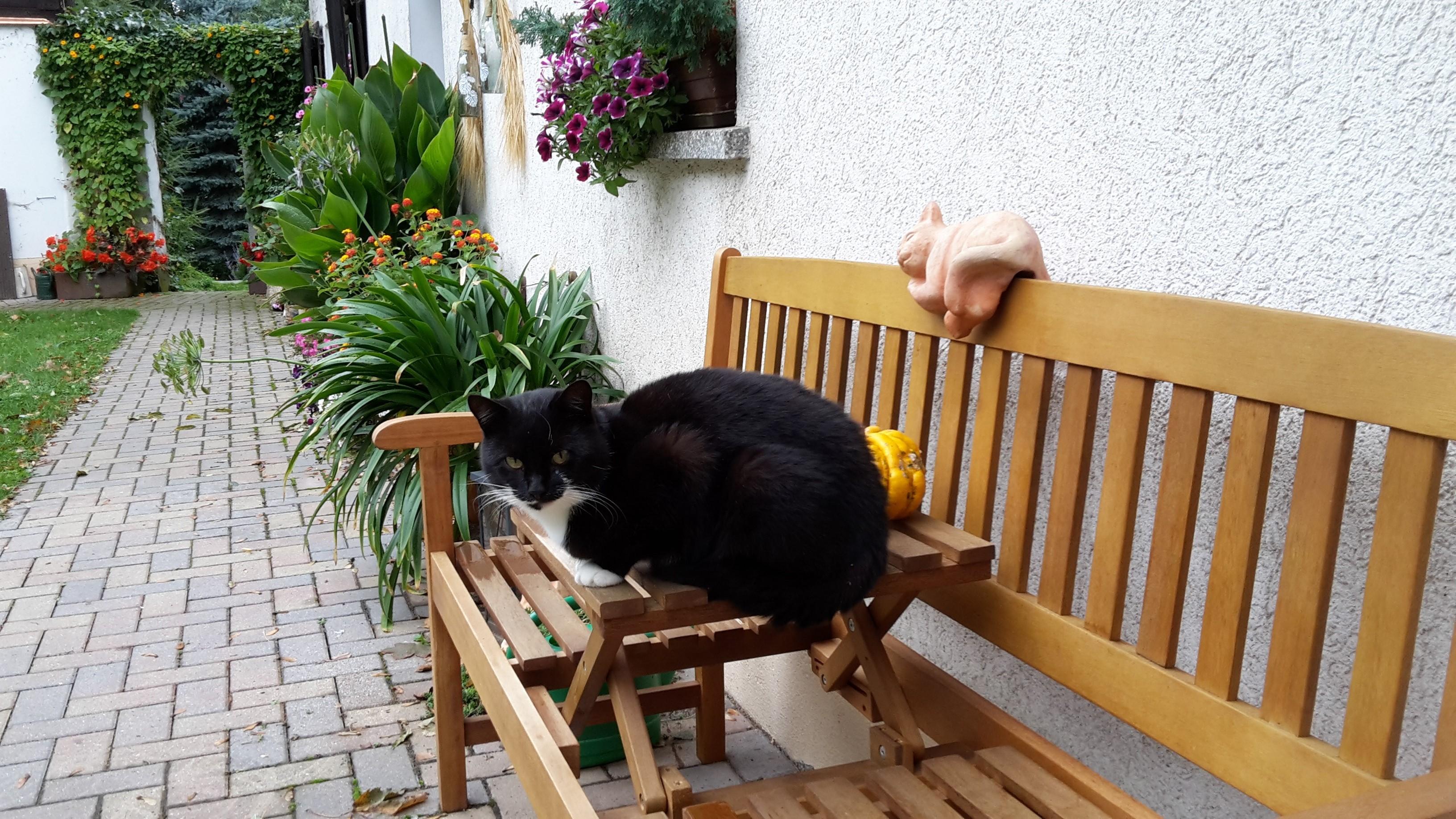 Unser Mitbewohner