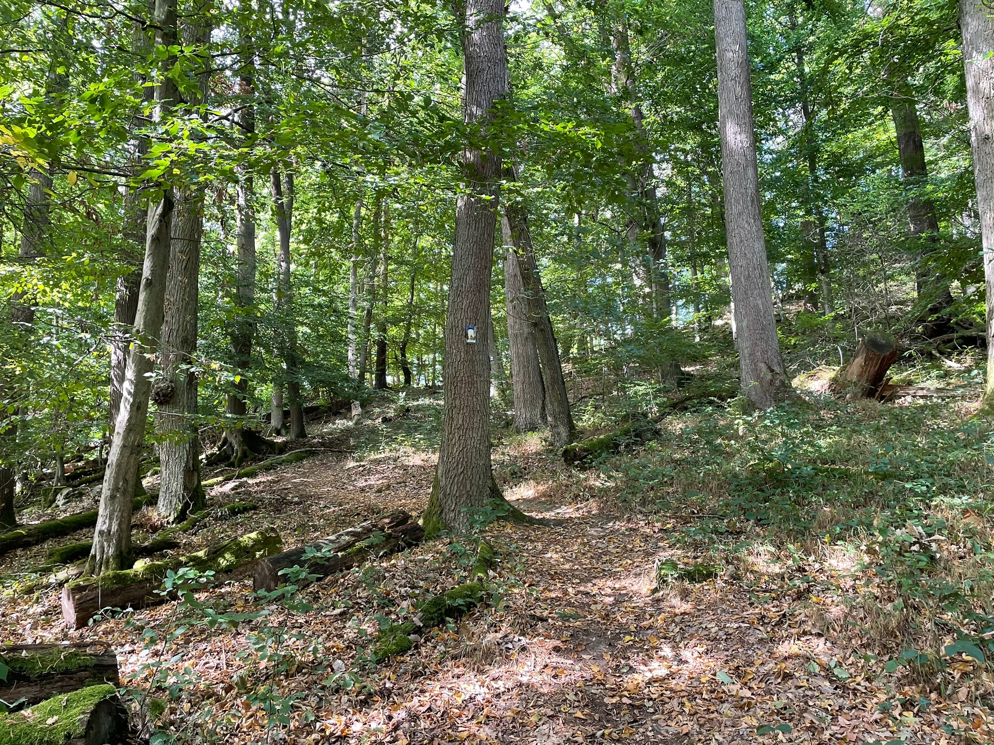 Pfadiger Aufstieg zur Burg Löwenstein