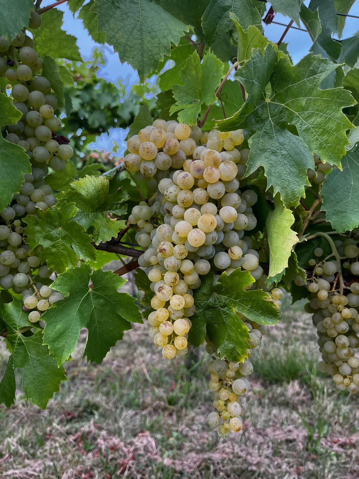 009_2025_Besenwirtschaft Czech_Kürnbach_Weingut & Besenwirtschaft Czech