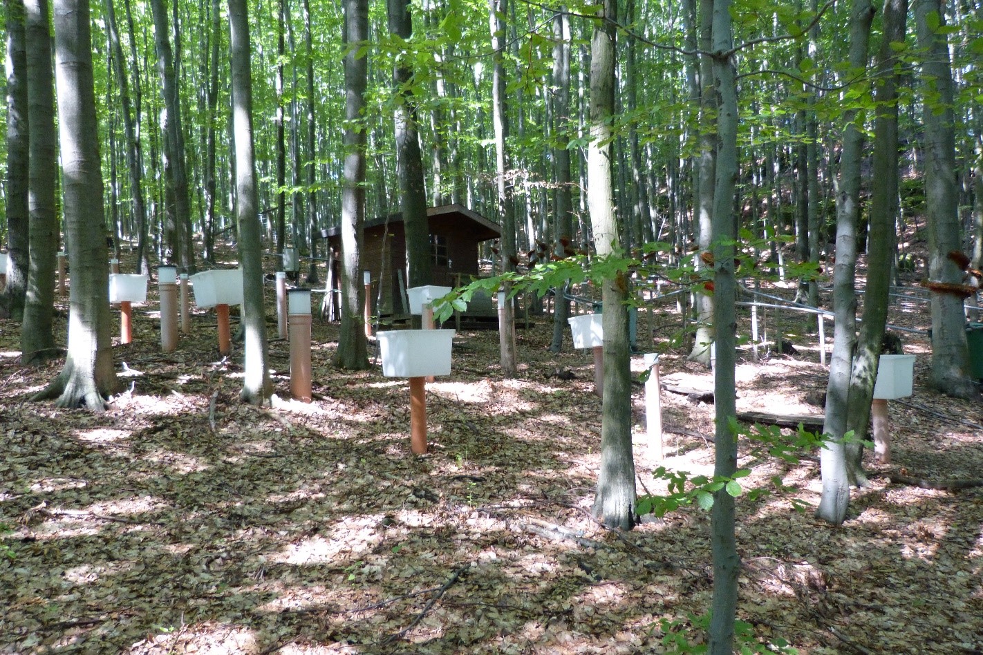 Wie tickt der Wald? – Forstliches Umweltmonitoring im Nationalpark