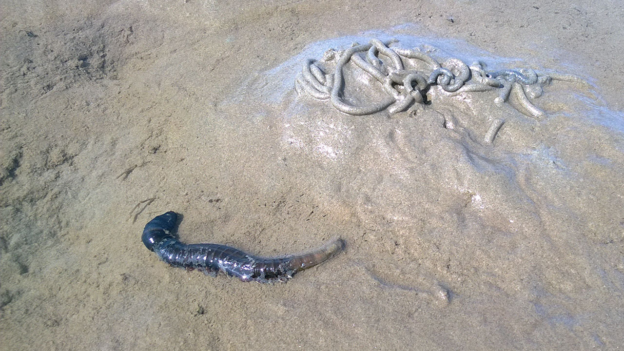 Wattführung mit Krabbenfischen