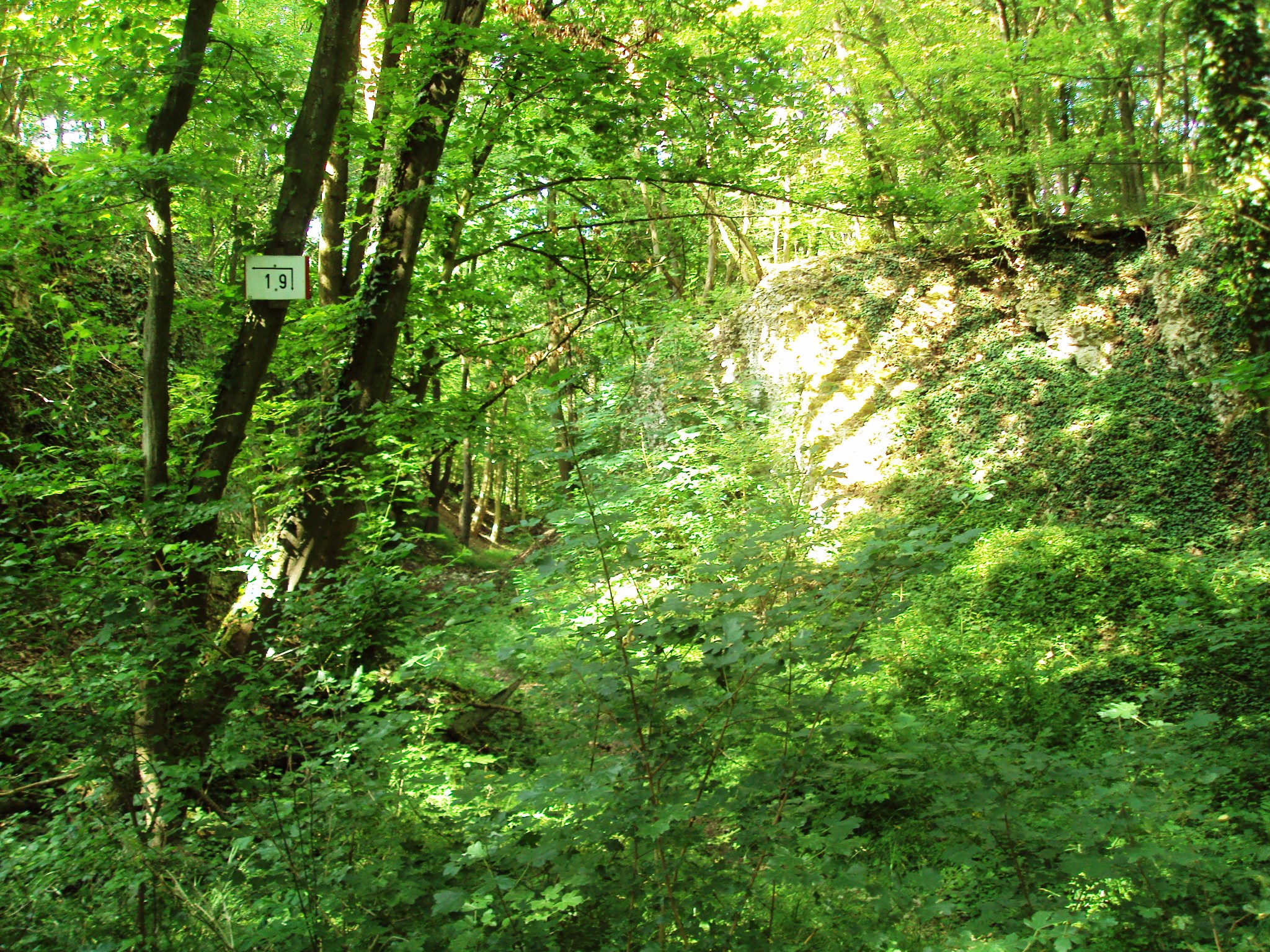 Fuchsberg und Beinumer Wald