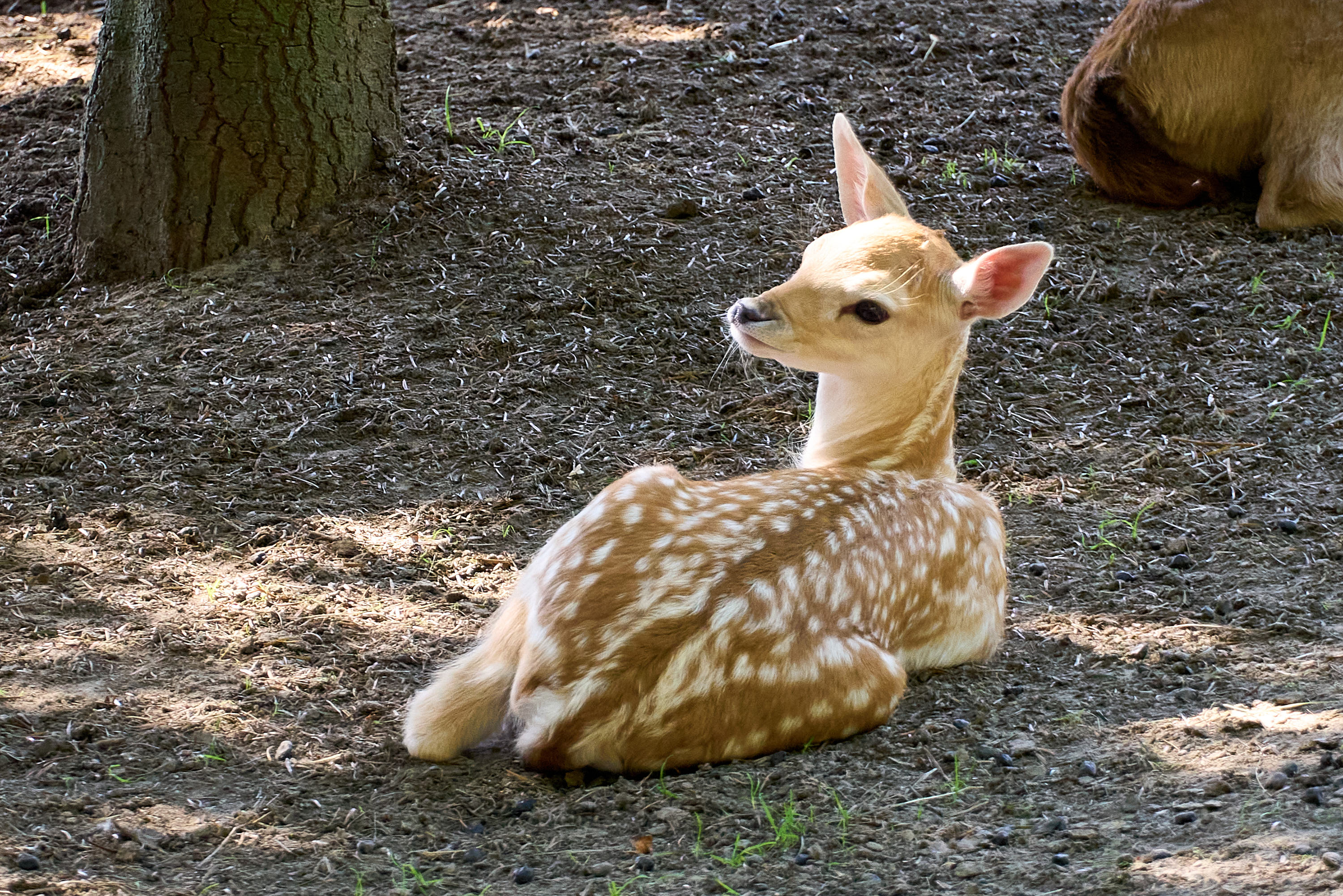 Wildgehege Kleinhennersdorf – Motiv