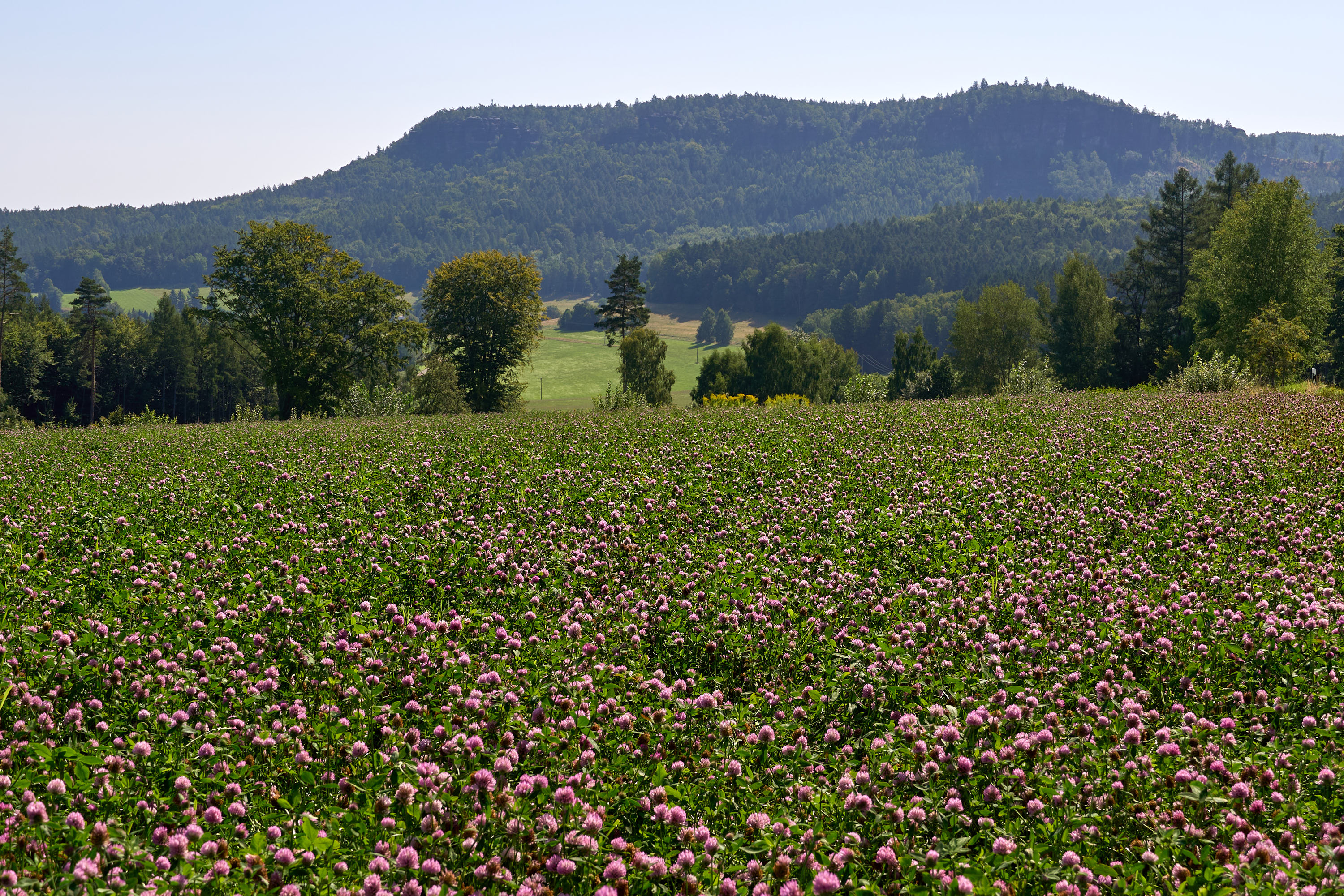 Tafelberg Kleiner Zschirnstein – Motiv