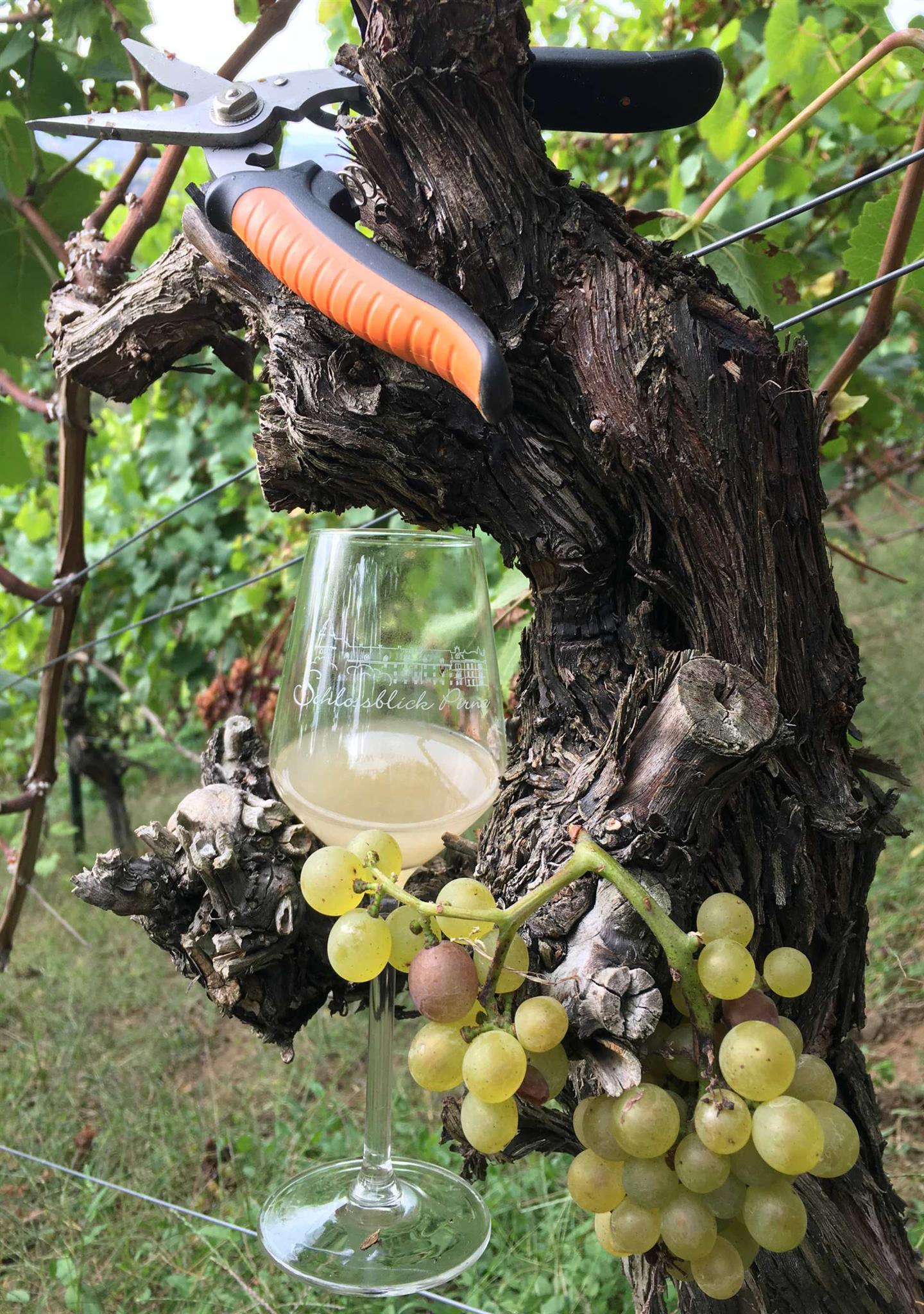 Stillleben im Weinberg