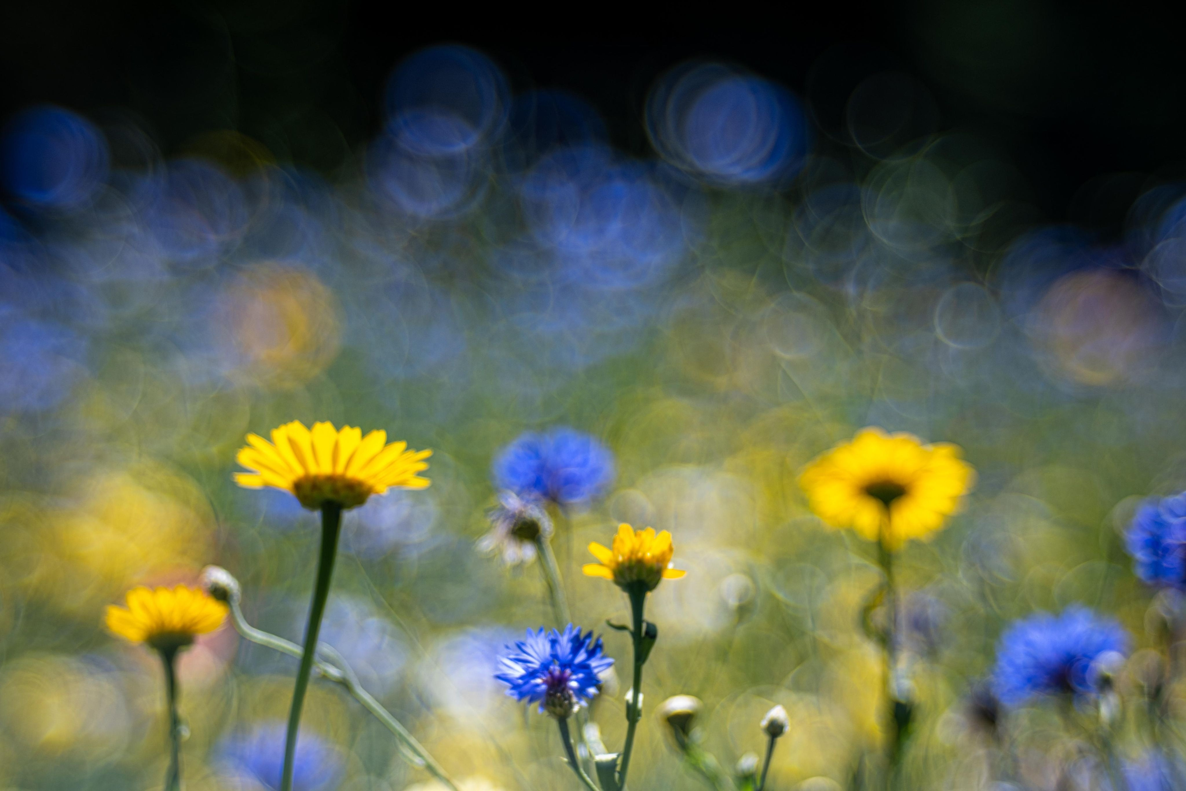 Malen mit der Kamera_4