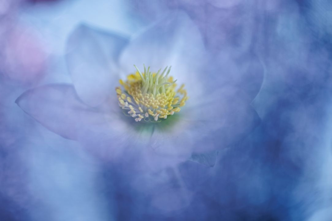 Malen mit der Kamera, Christrose