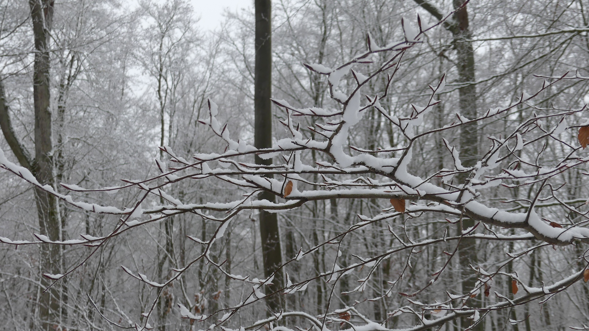 Winterzauber rund um Bergfreiheit
