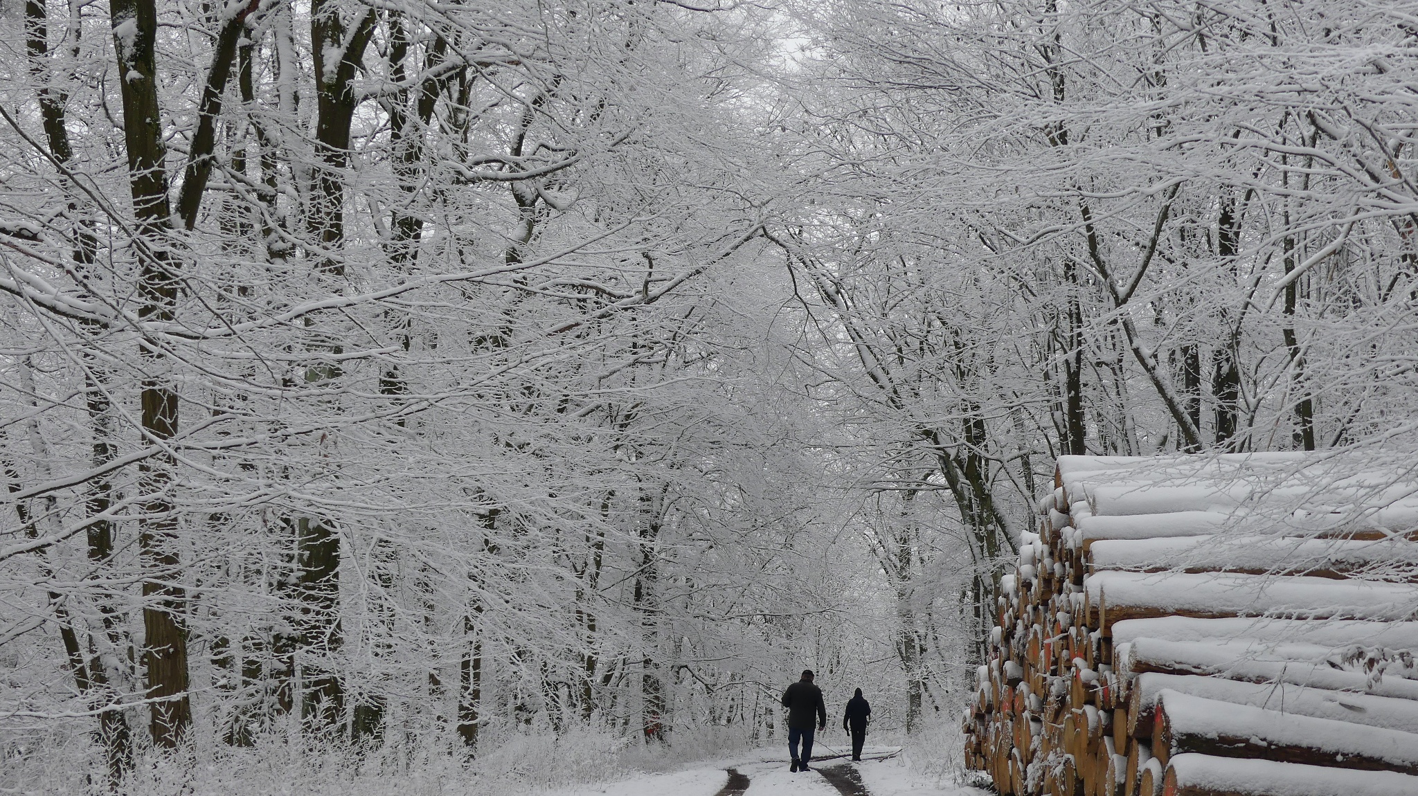 Wanderer im eingeschneiten Buchenwald