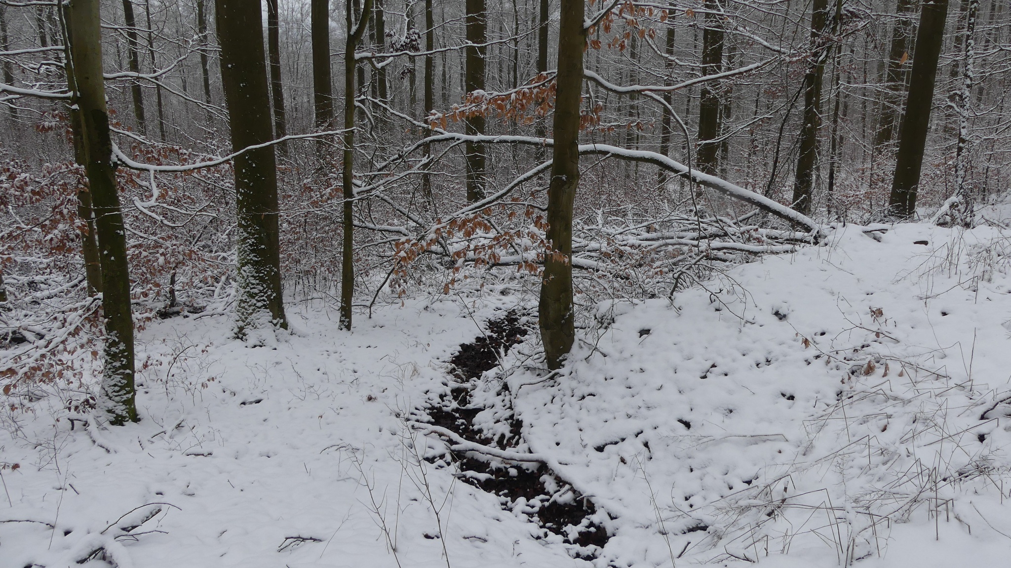 Sickerquelle im Winter