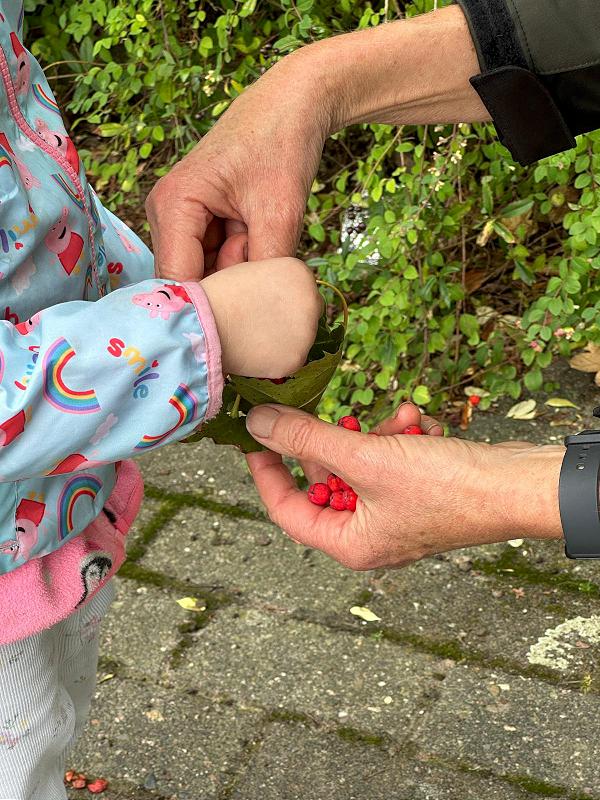 Meller Naturführungen - Von Beeren, Wurzeln und Samen