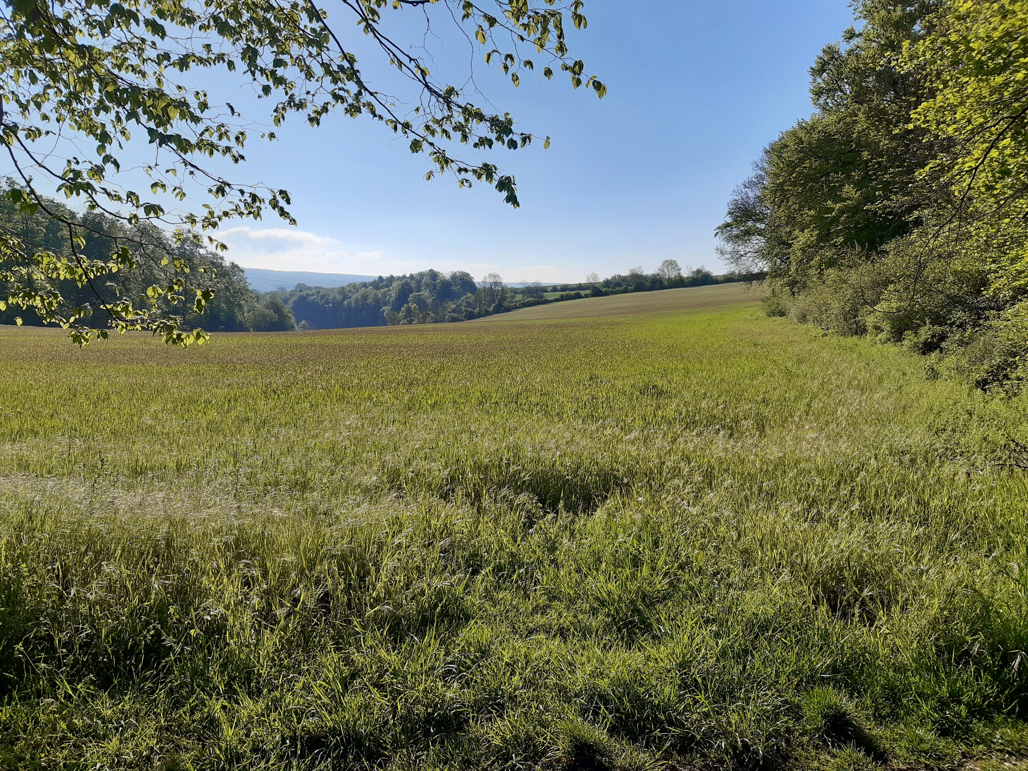 Orangene Hödeken - Herrendienstweg