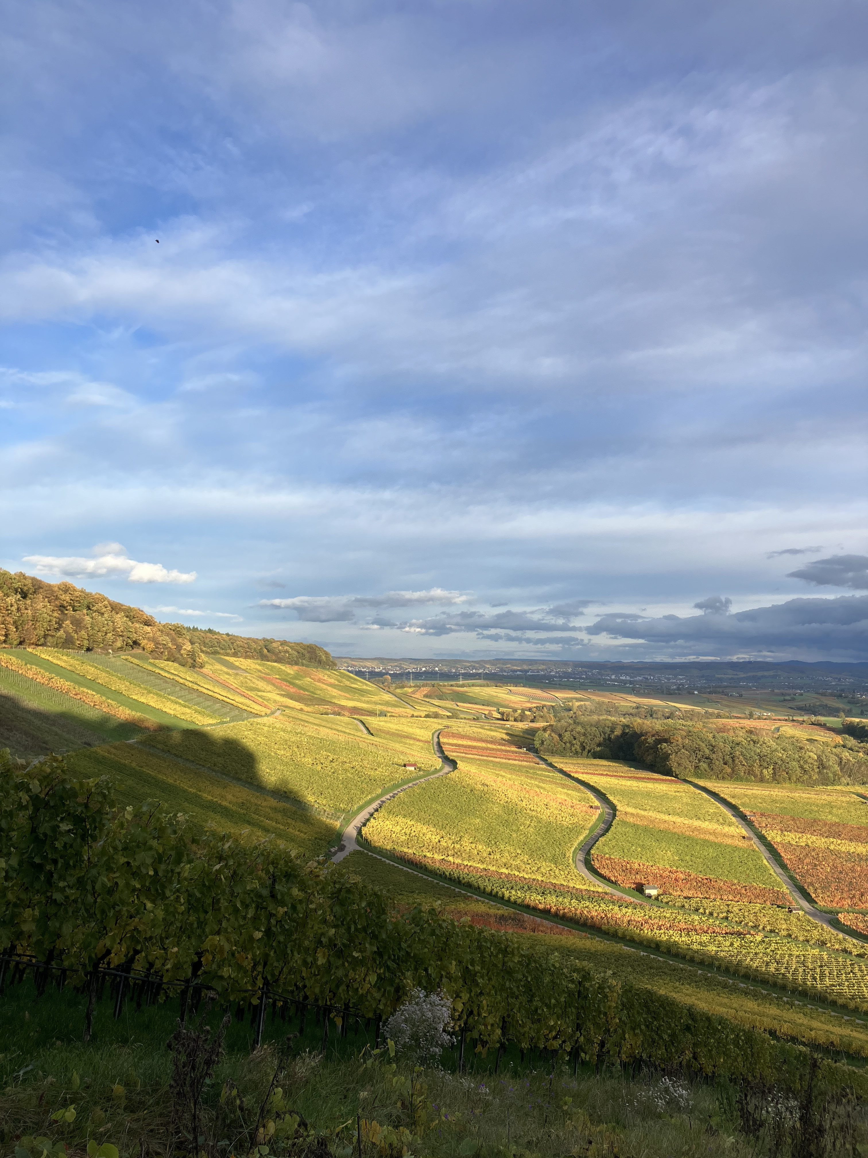 IMG_8207| Ute Schmidt WEF