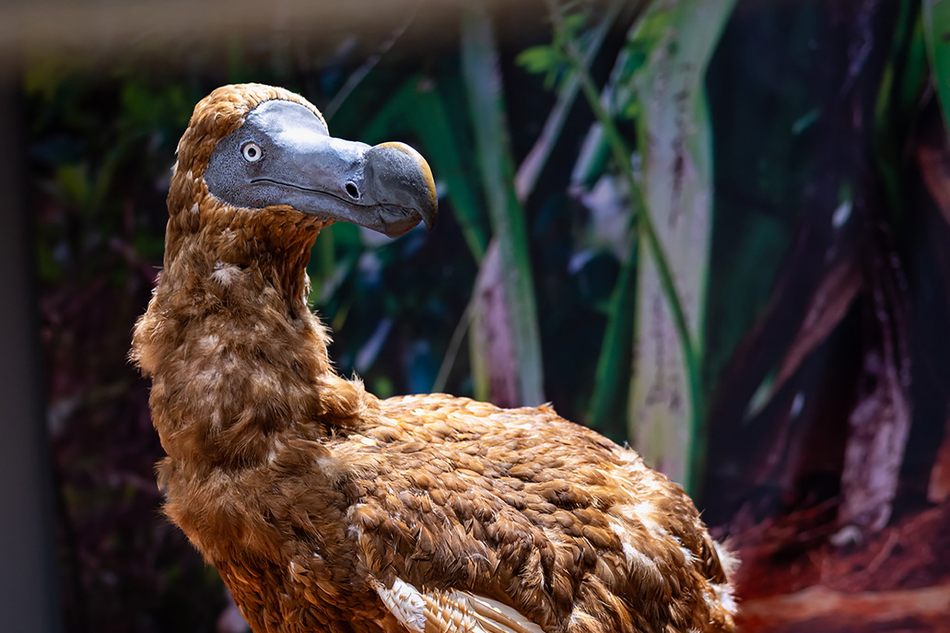 TOT wie  ein DODO - Führung durch die Sonderausstellung
