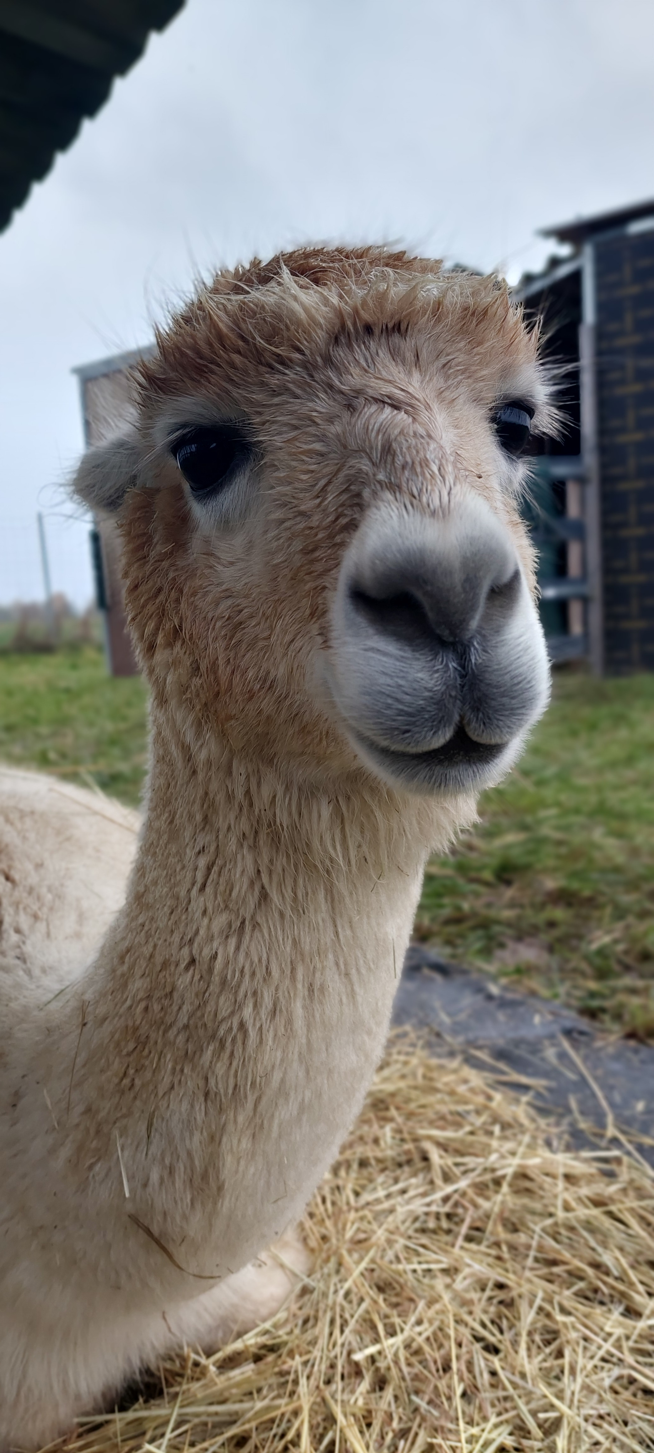 Vamos Alpakas Unshausen