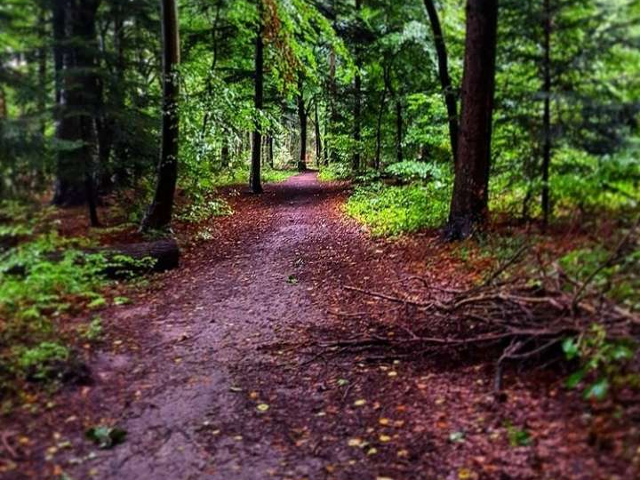 Egelser Wald