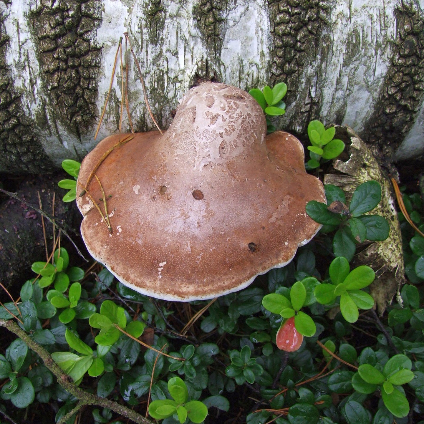 Vitalpilzwanderung