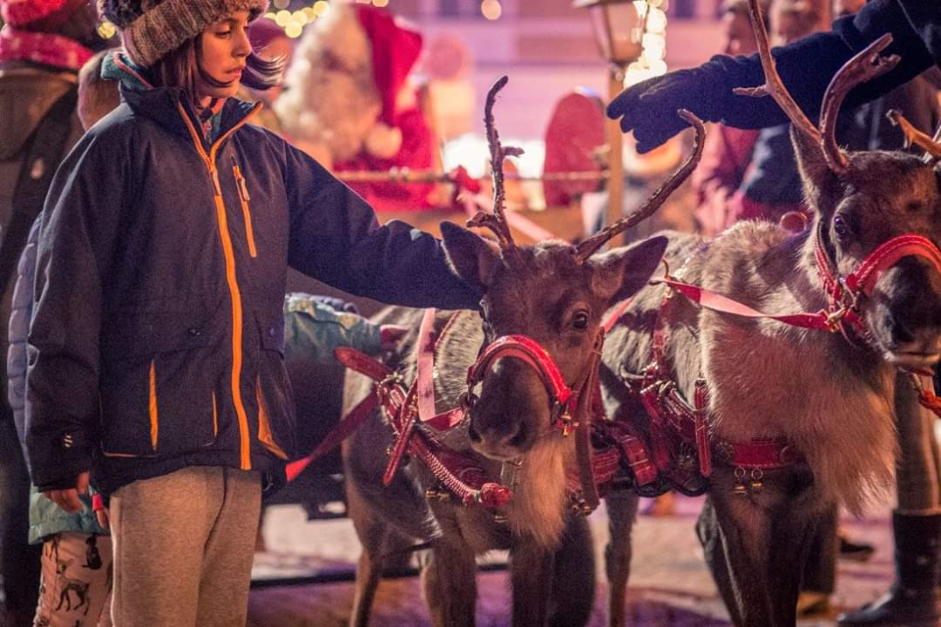 Rentiere auf dem Weihnachtsmarkt Hessisch Oldendorf