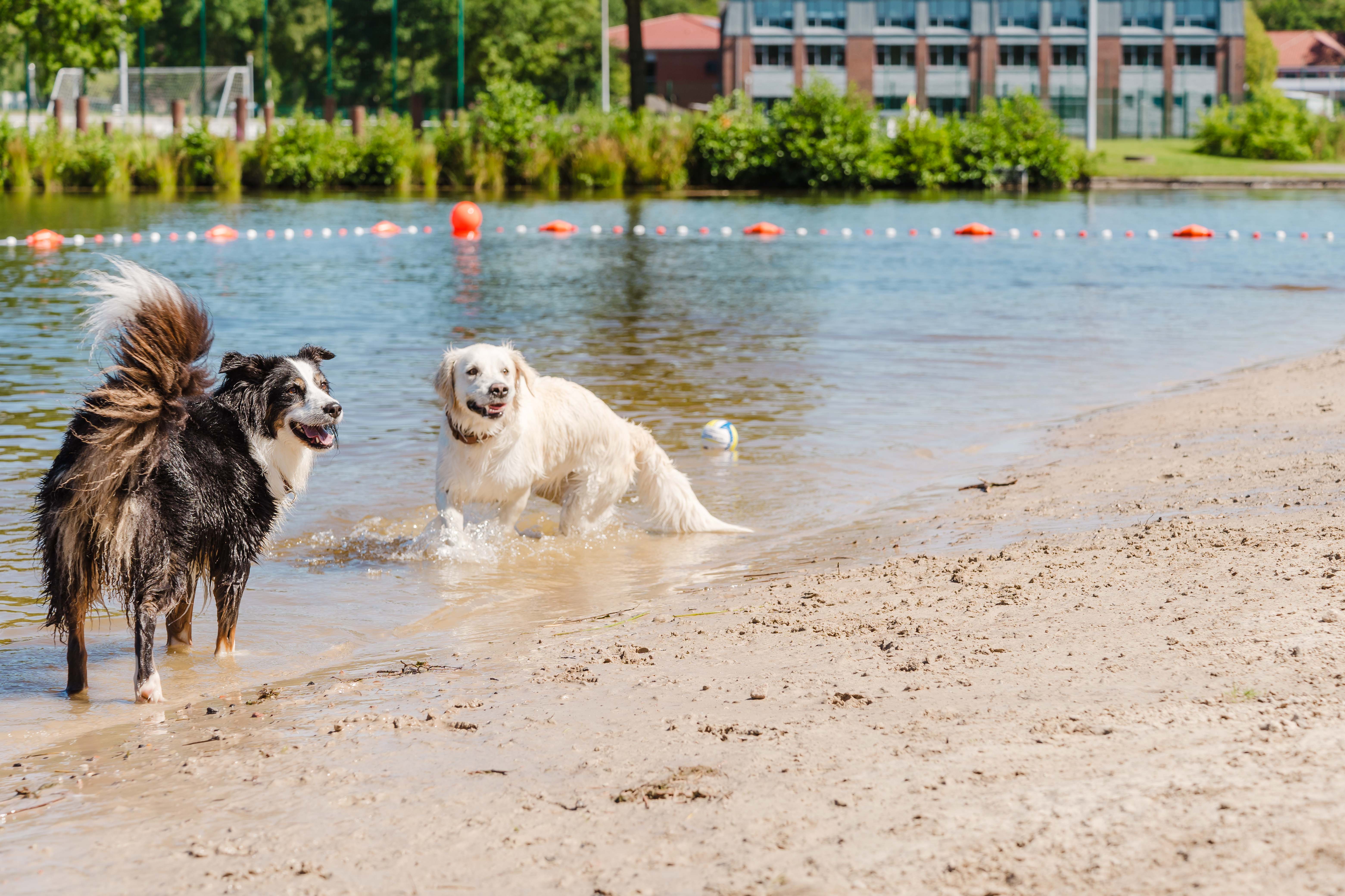Hundestrand am Ihler Meer