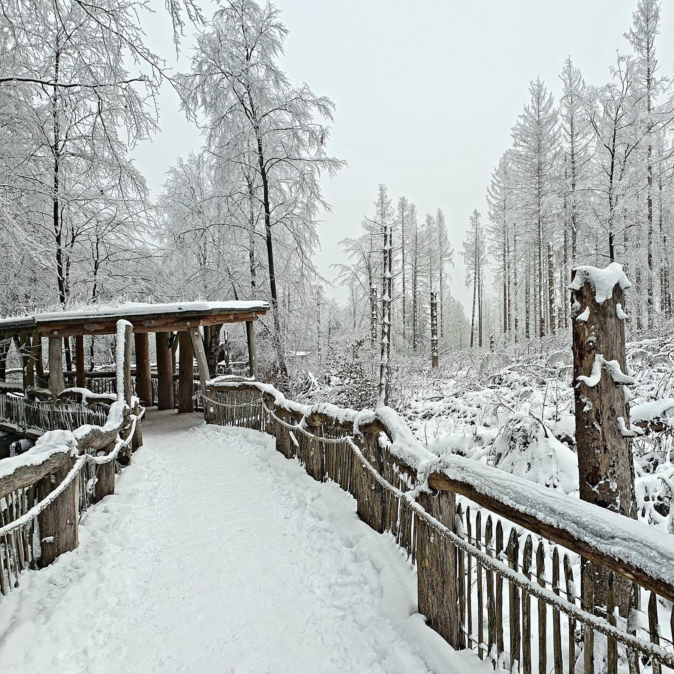 Wilder Weg im Schnee