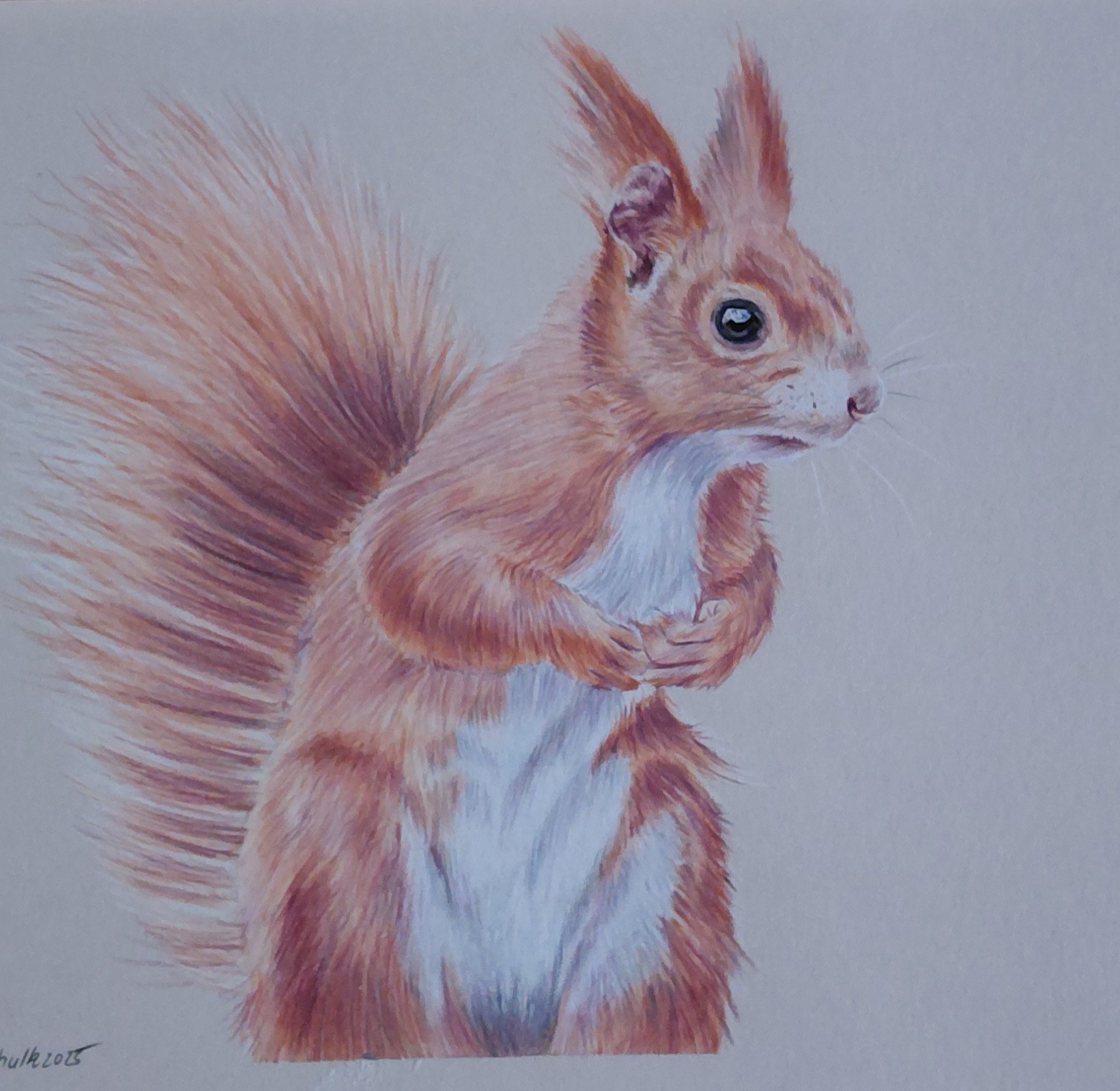 Zeichenworkshop: Eichhörnchen in Buntstift