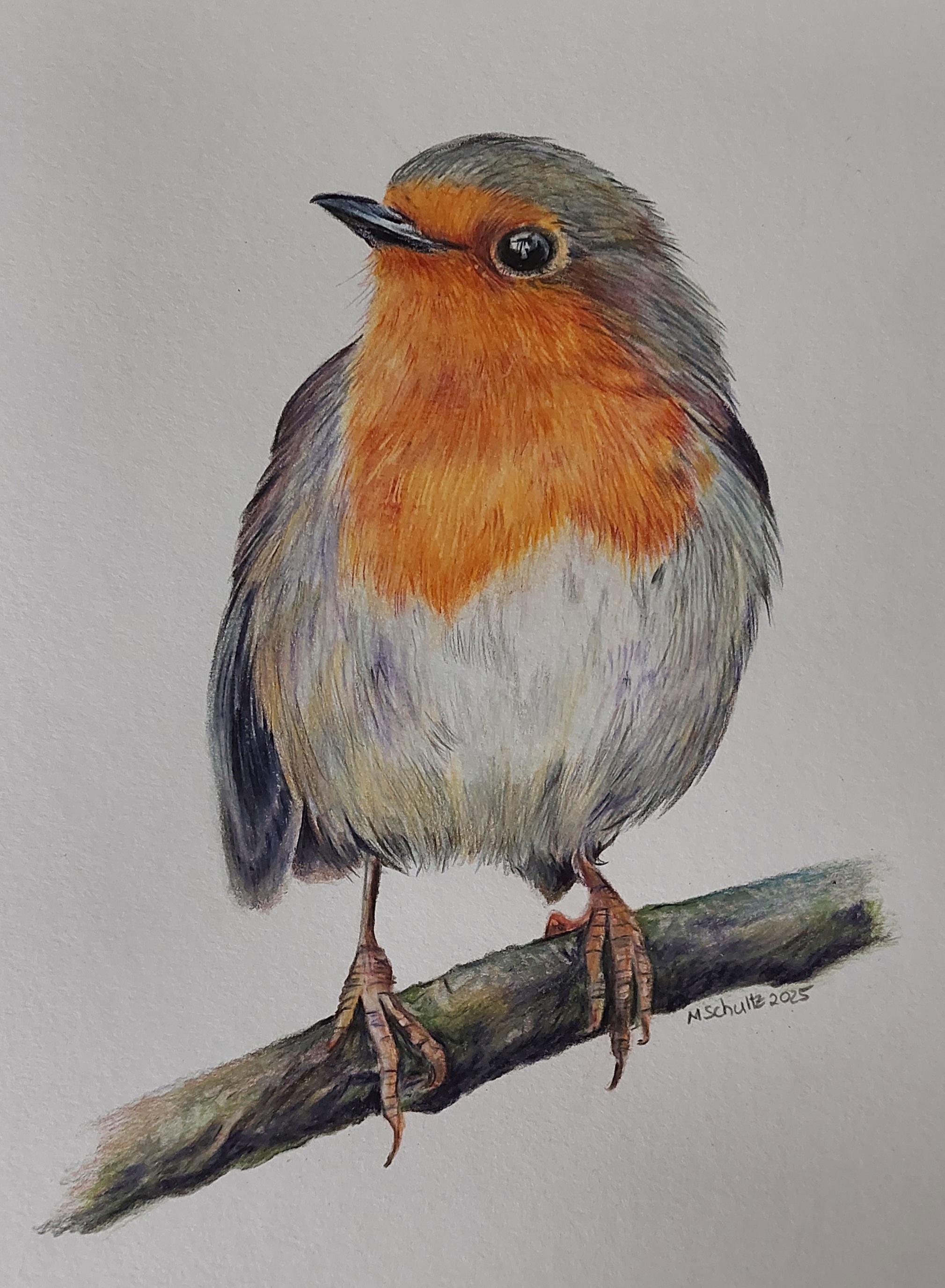 Zeichenworkshop: Rotkehlchen in Buntstift