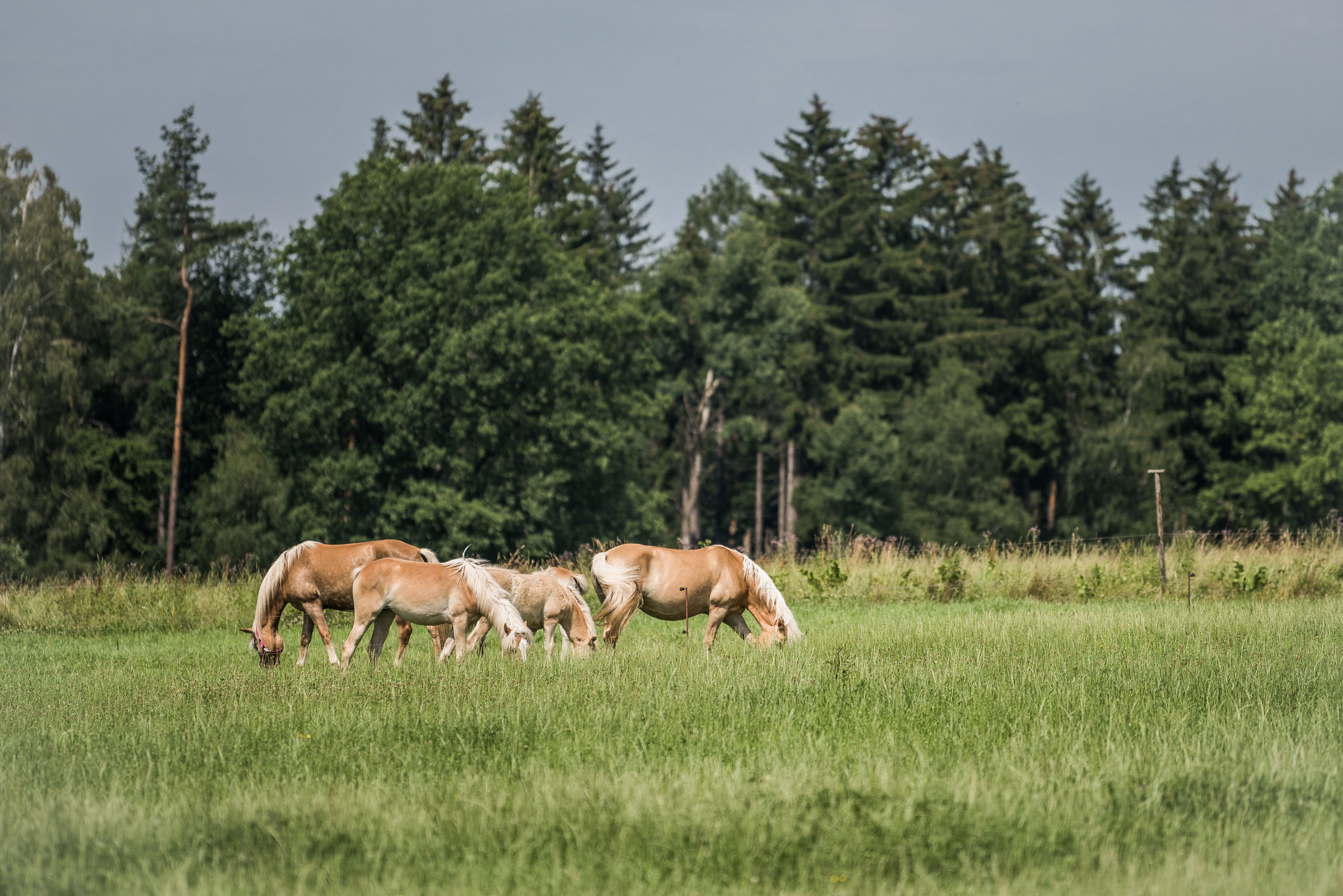 Naturhof & Reiterhof Ruppert Rosenthal