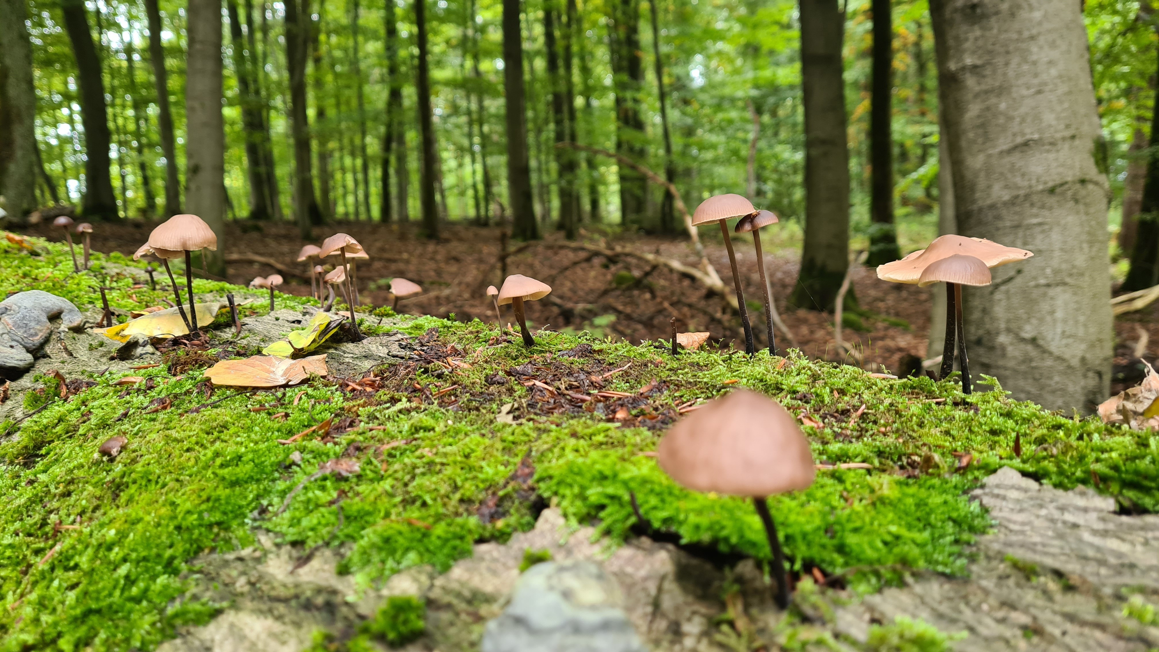 Pilzlehrwanderung