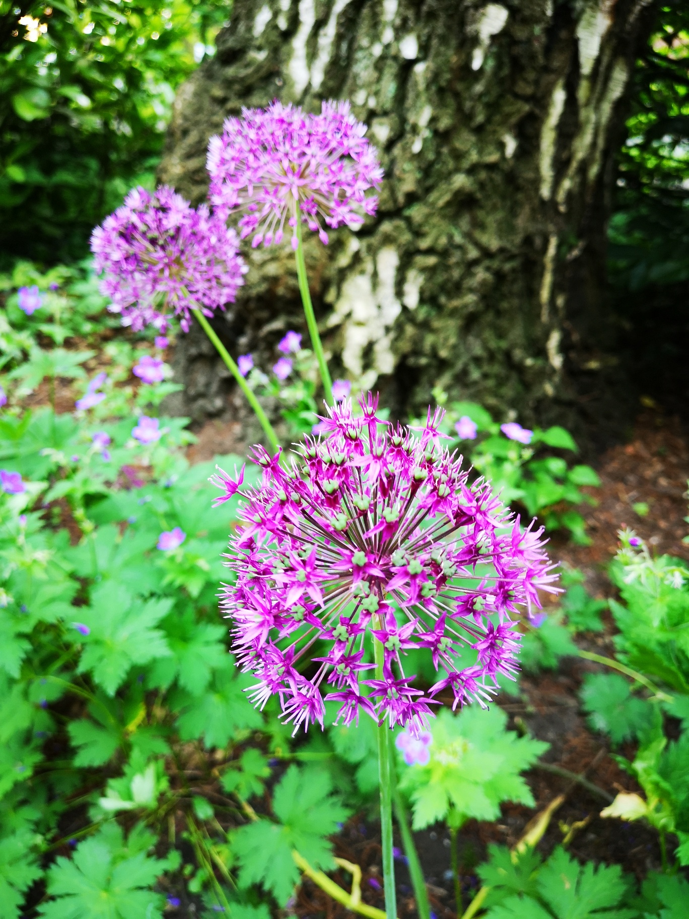 Botanischer Garten