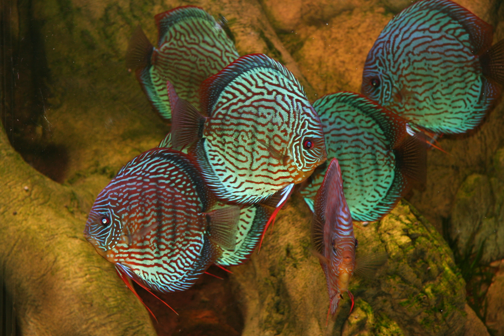 Happy World Aquarium Day