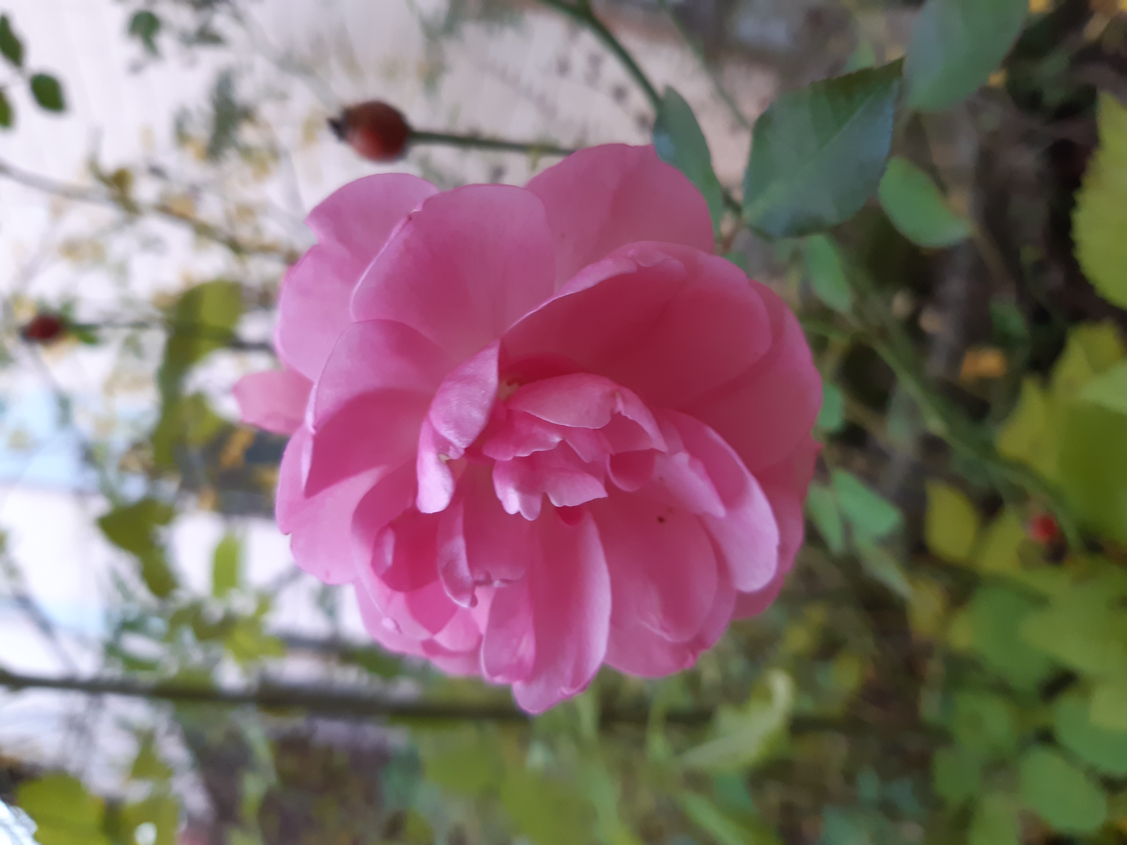 Herz Qi Gong-Wochenende