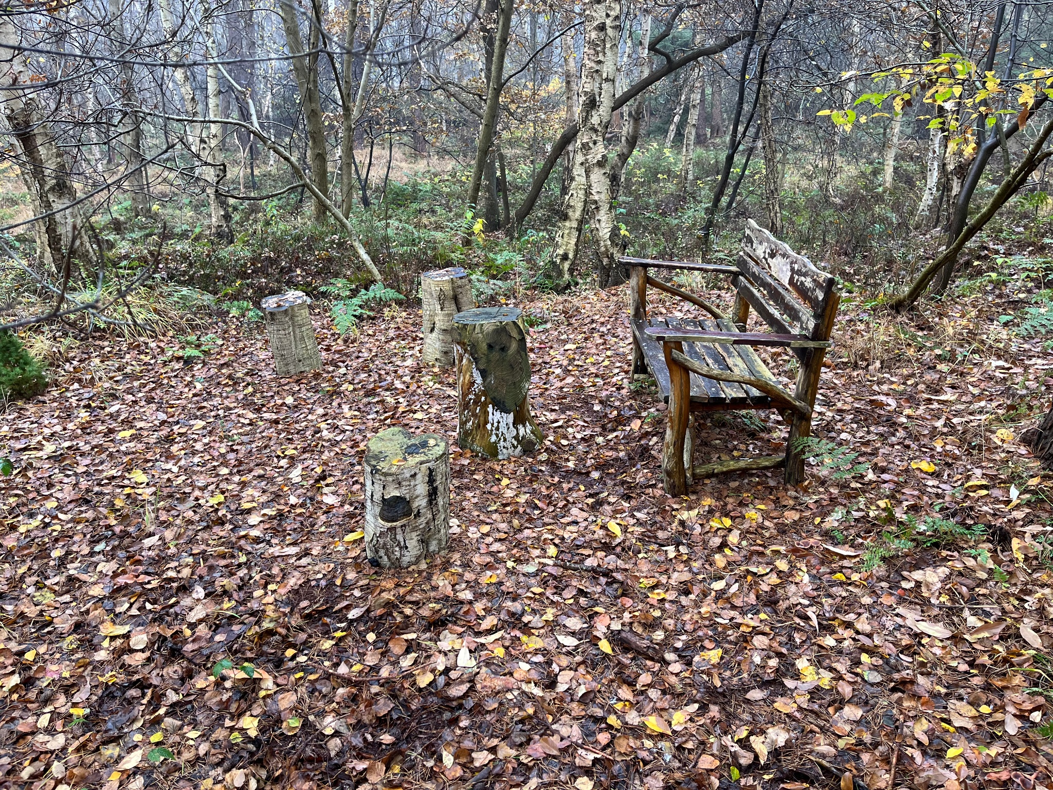 Rundwanderung durch die Moorlandschaft in Varel