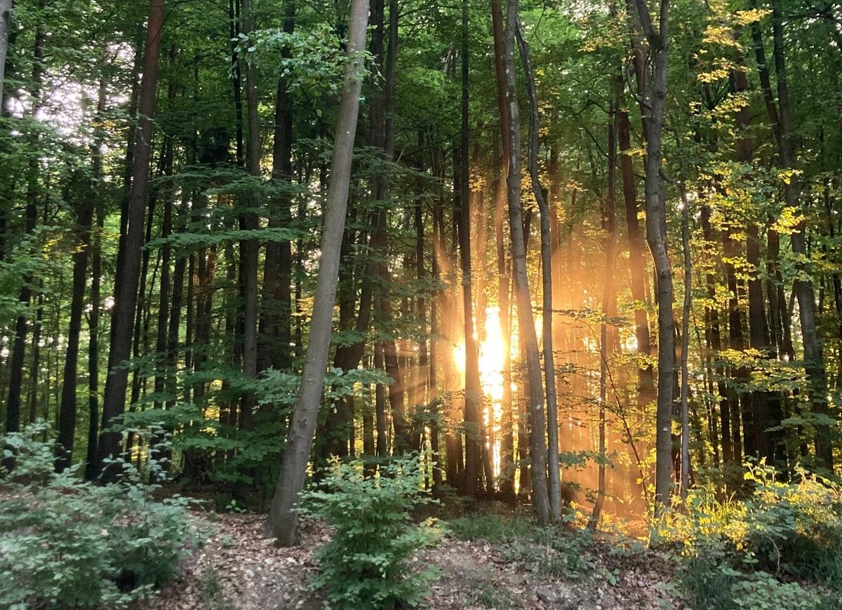 Im Rahmen der Deutschen Waldtage: Kinofilm „Das Flüstern der Wälder“