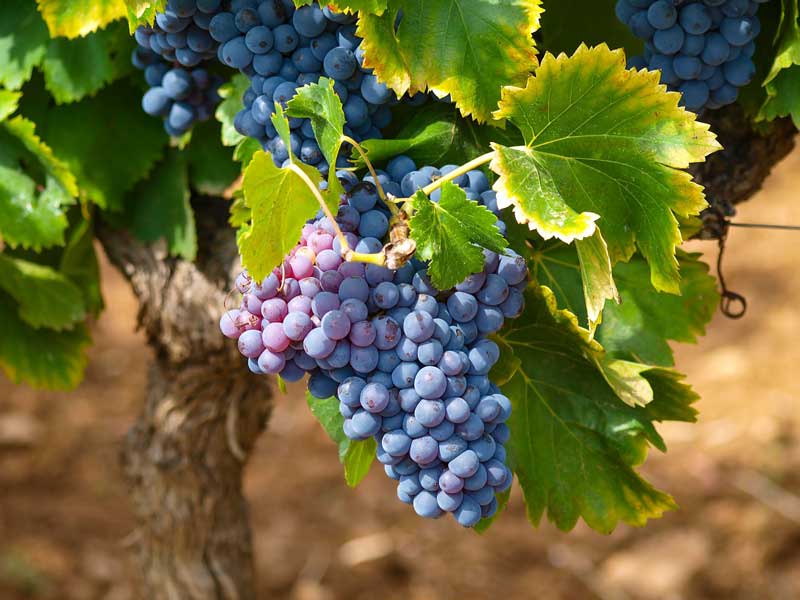 Weinfest Sportverein Zorge