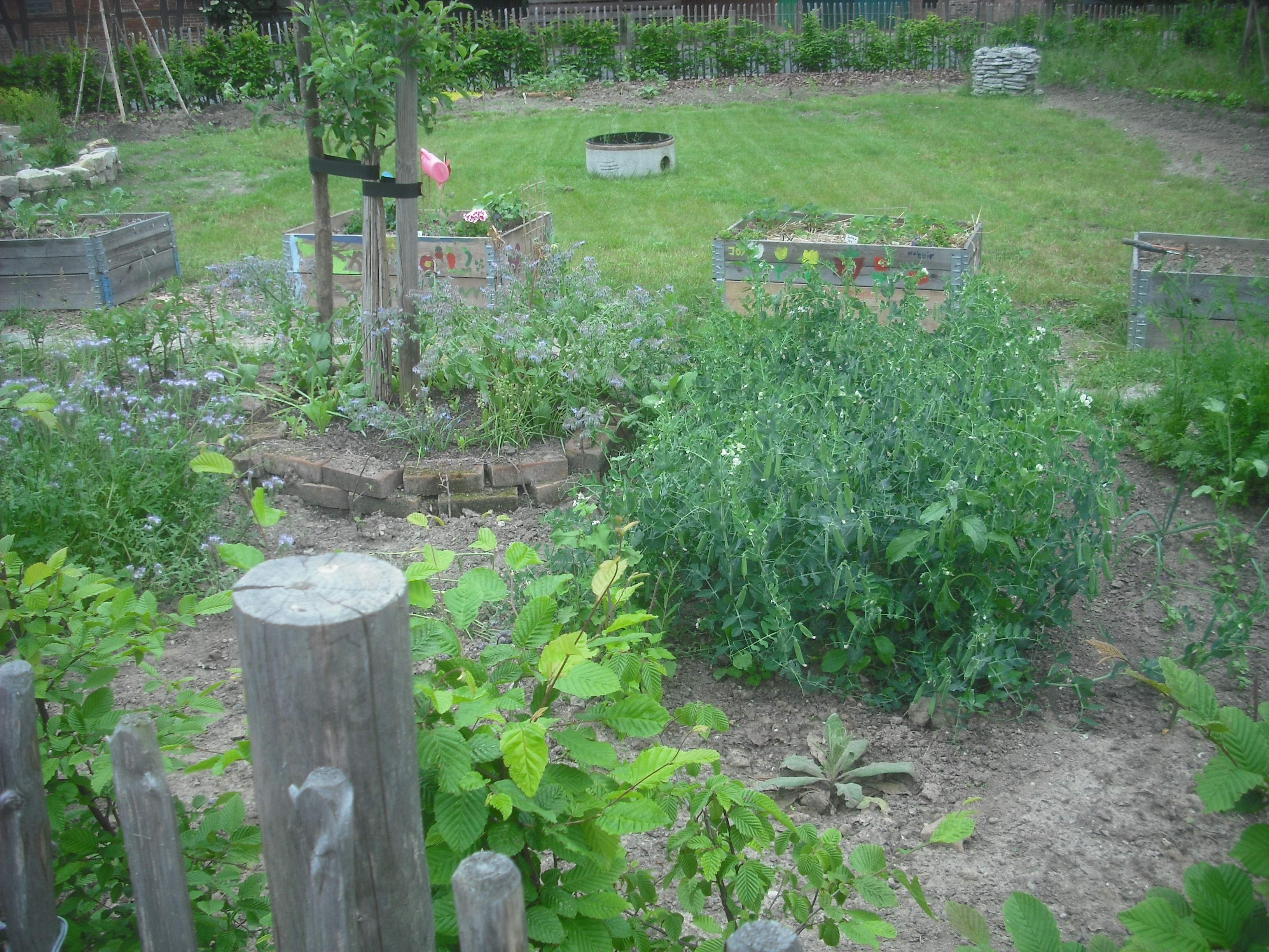 Offene Pforte Landkreis Peine - Dorfkinder- Garten e.V. , Mehrum