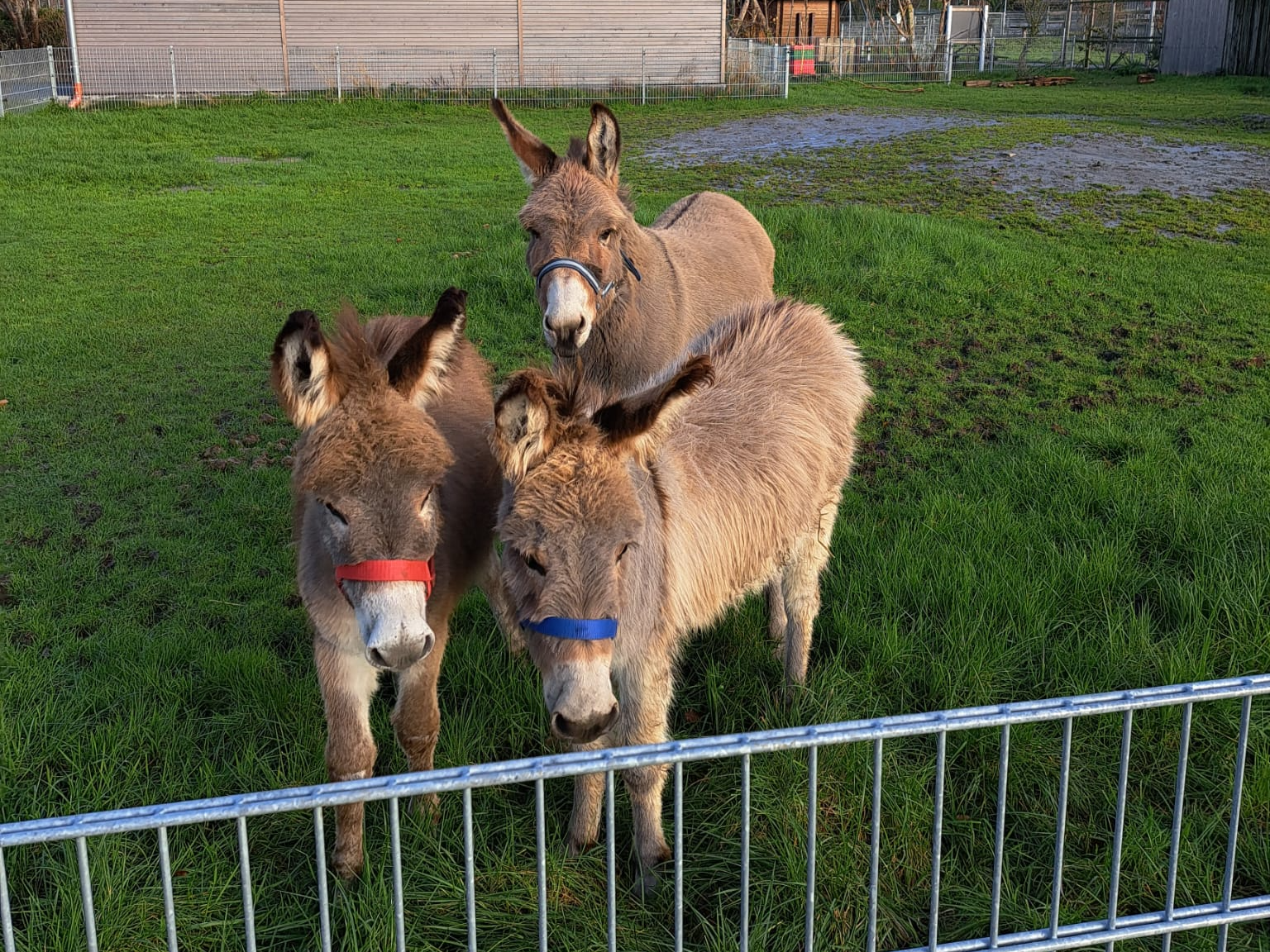 Esel striegeln im Haustierpark