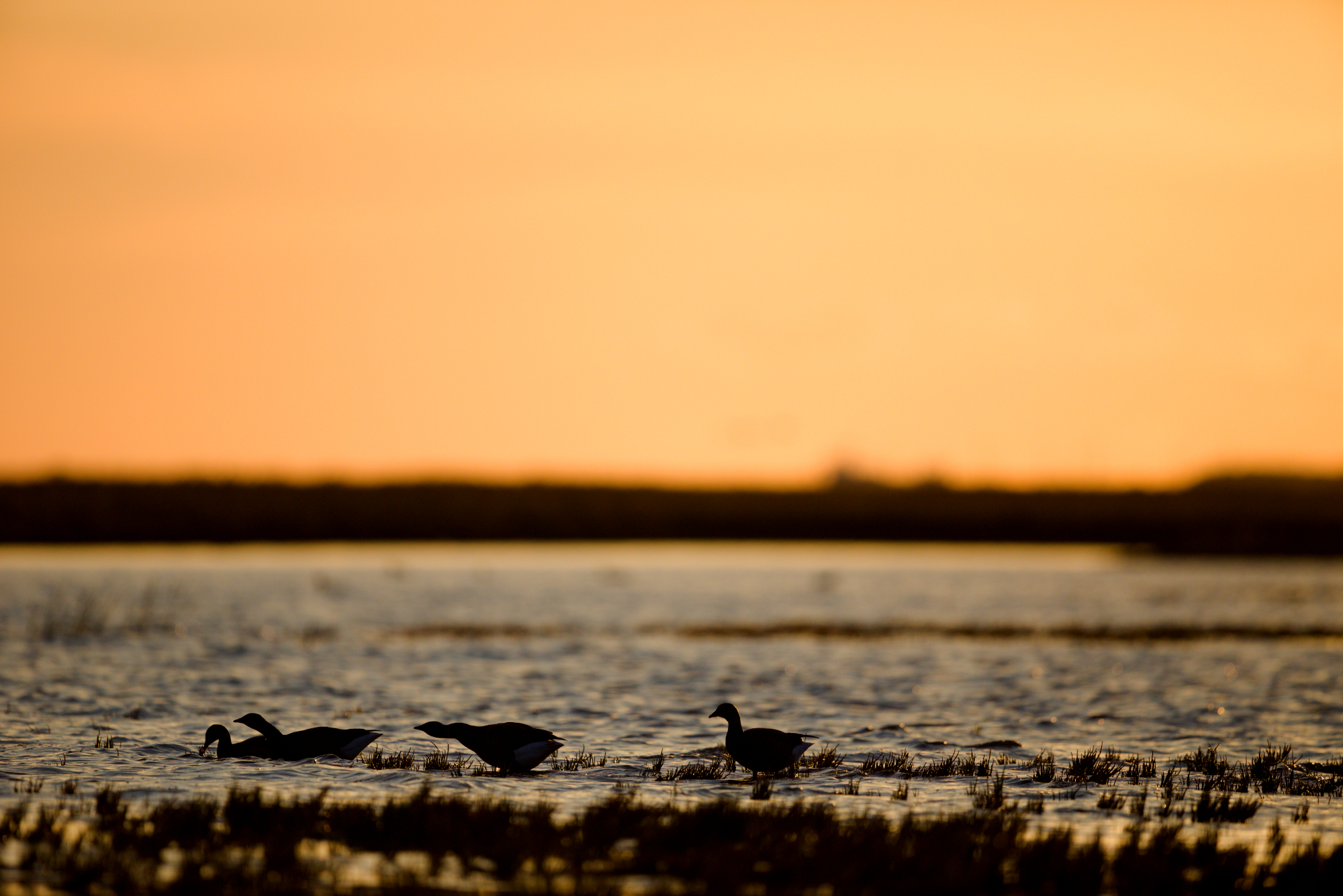 NLPH Wangerooge_Ringelgänse Ostaußengroden_Andreas Bange.jpg