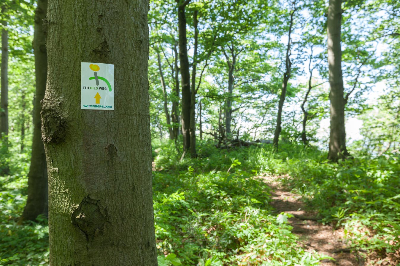 Ith-Hils-Weg Etappe 3 : Eschershausen – Grünenplan