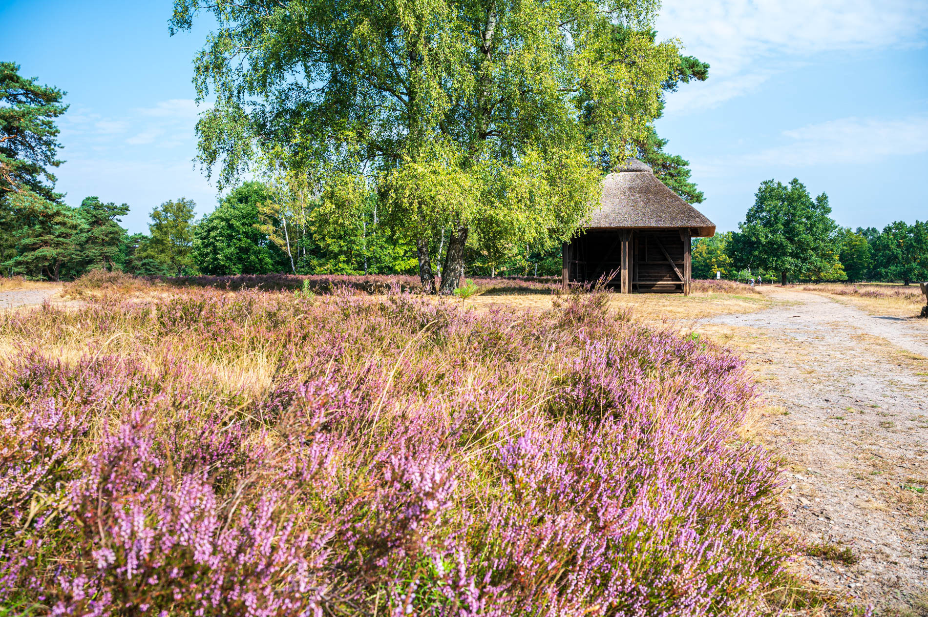 Wanderweg 32 L im Landschaftsschutzgebiet Höpen in Schneverdingen
