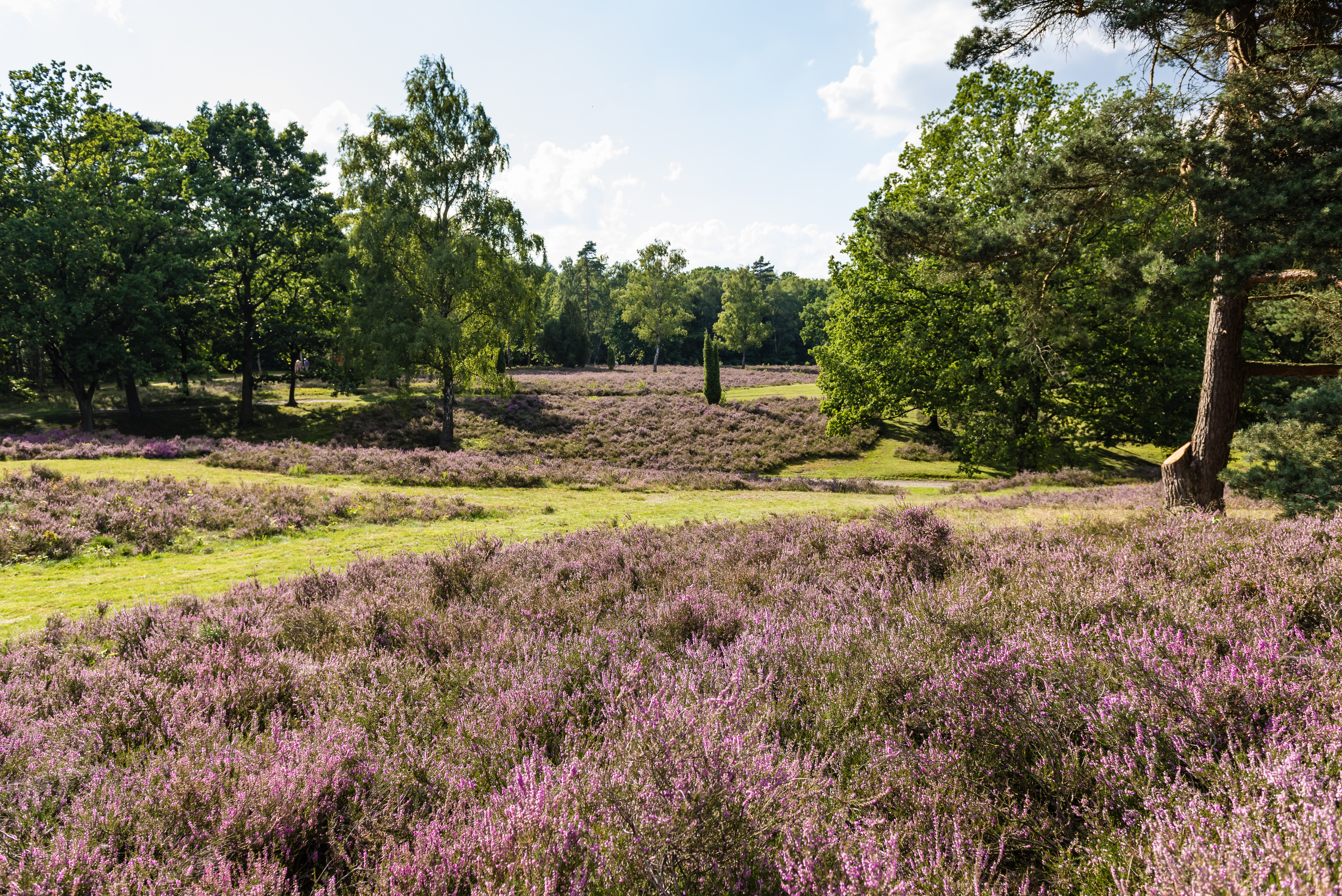 Wanderweg 31 L im Landschaftsschutzgebiet Höpen in Schneverdingen