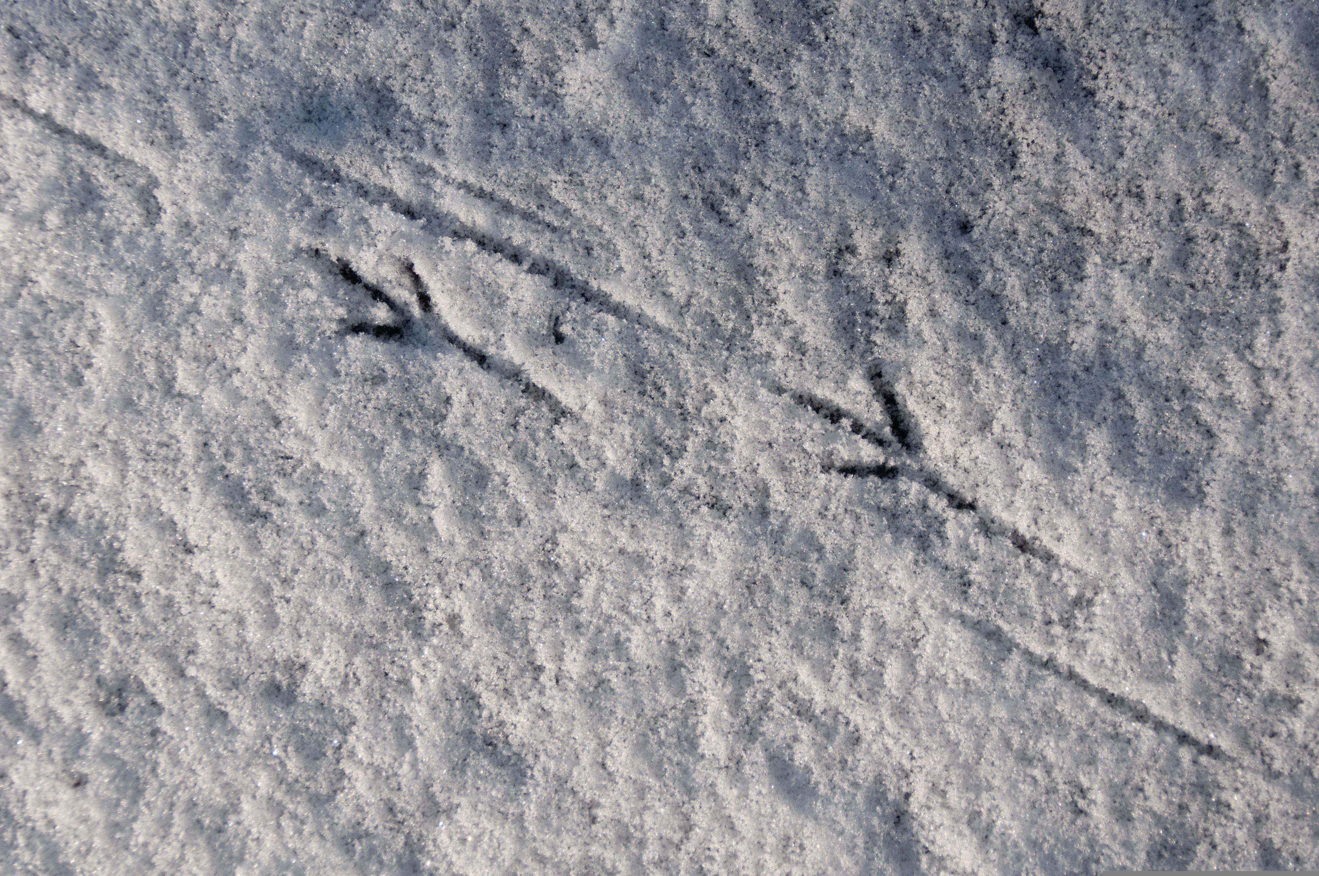 Tiere im Winter