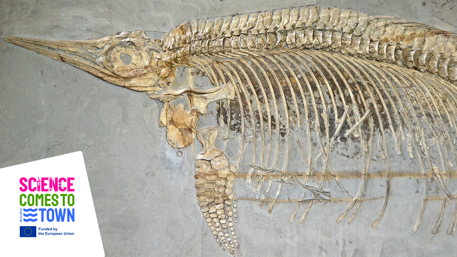Dauerausstellung des Geologischen und Mineralogischen Museums der Universität Kiel