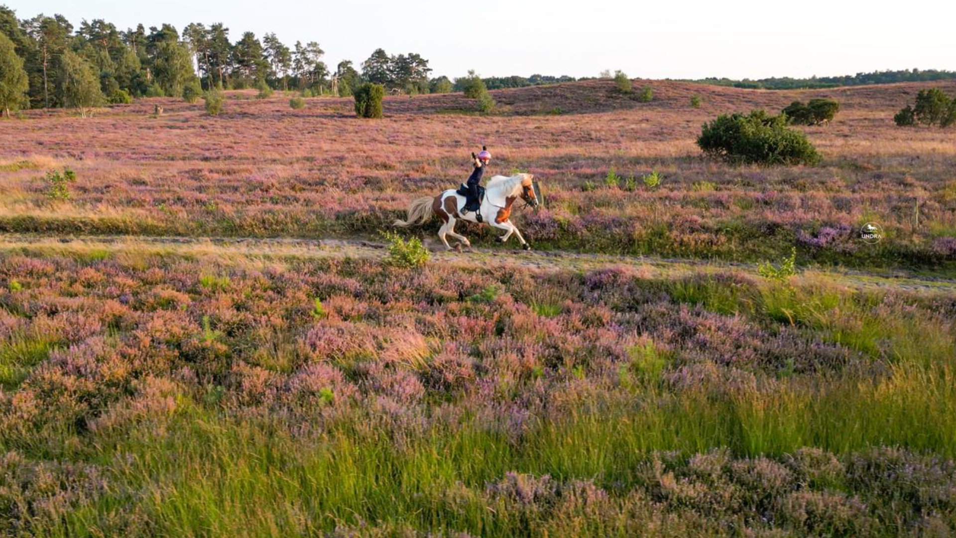 Gestüt Norderheide