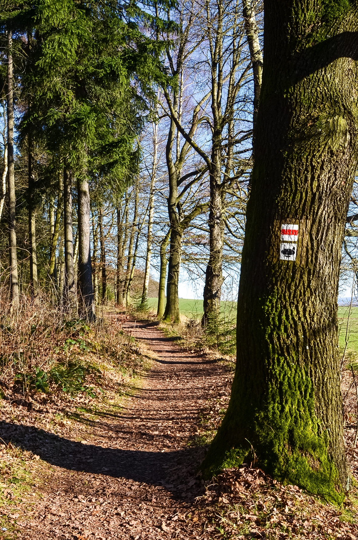 Baumgarten-Rundwanderweg – Motiv