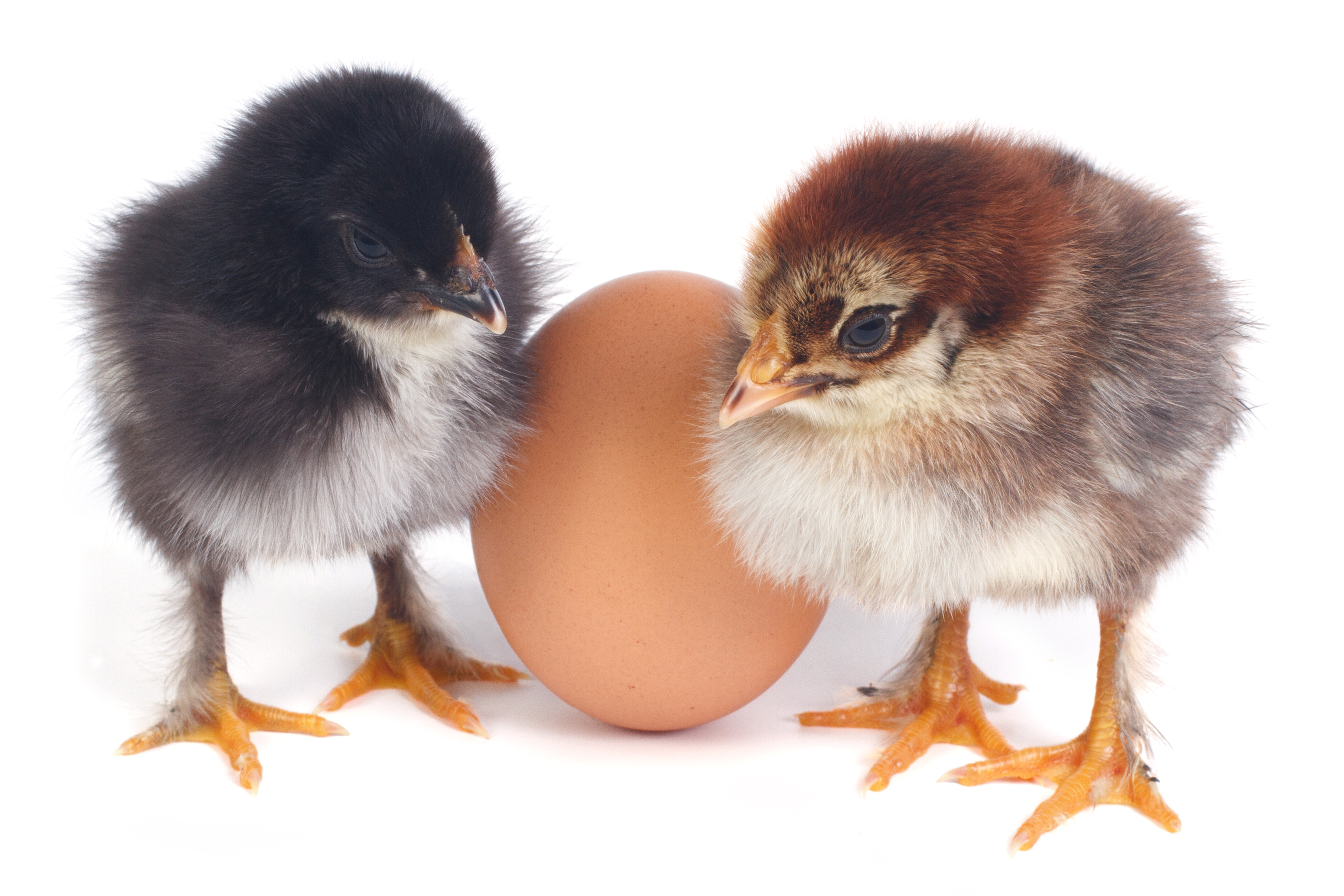Two fluffy chicken stand near the eggs isolated on white