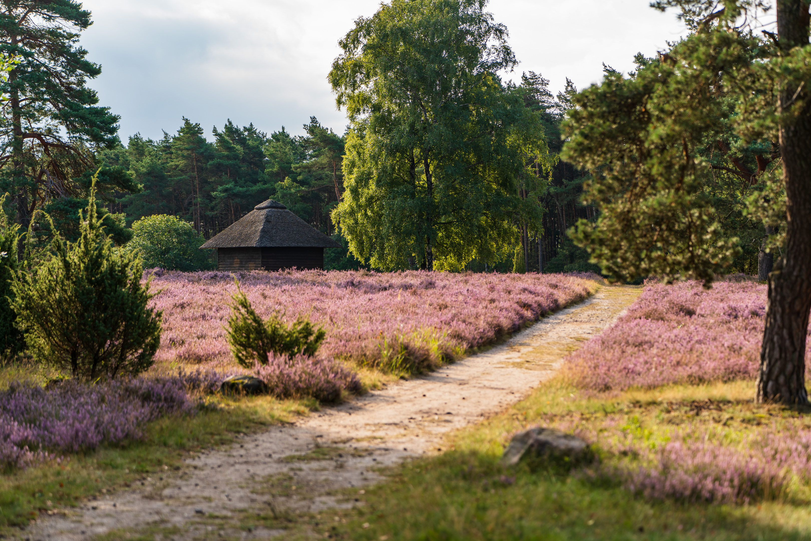 Wanderweg 34 M durch das Naturschutzgebiet Osterheide in Schneverdingen