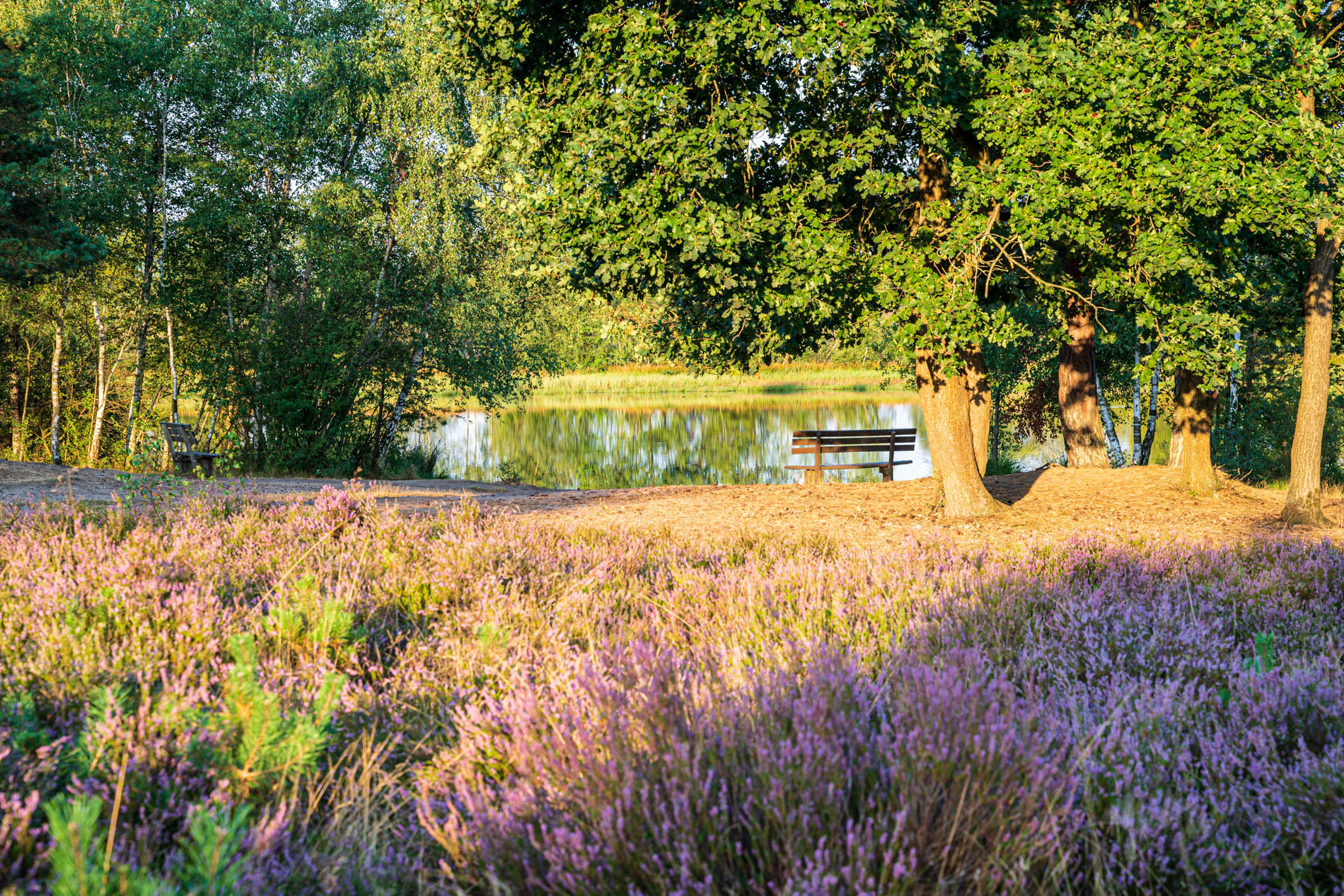 Wanderweg 35 M durch das Naturschutzgebiet Osterheide in Schneverdingen