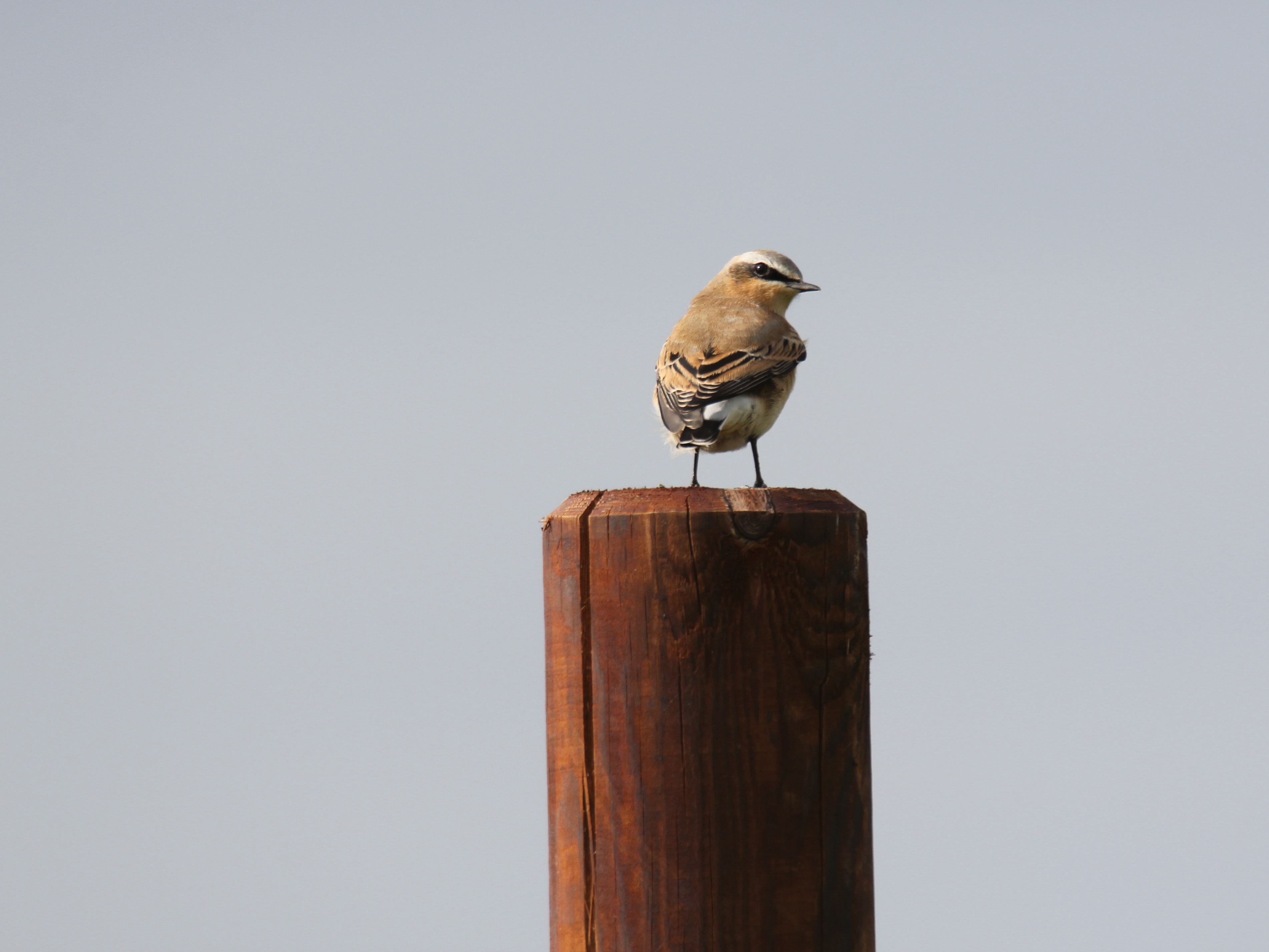 Zugvogelbeobachtung Rangerinnen