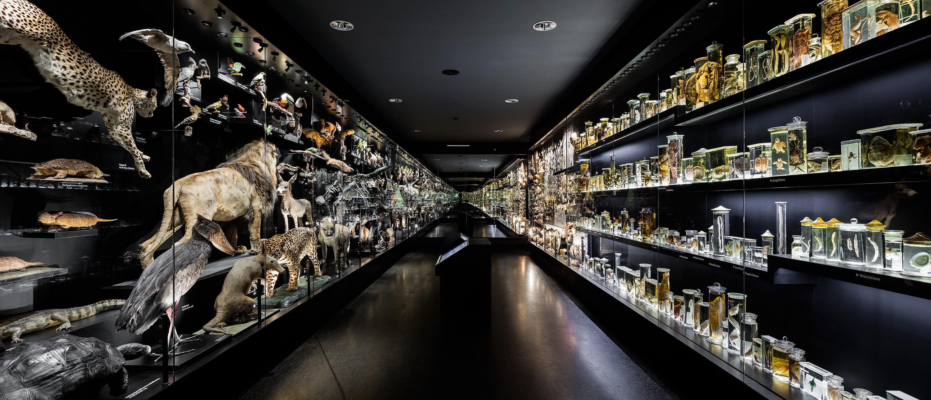 Staatliches Naturhistorisches Museum